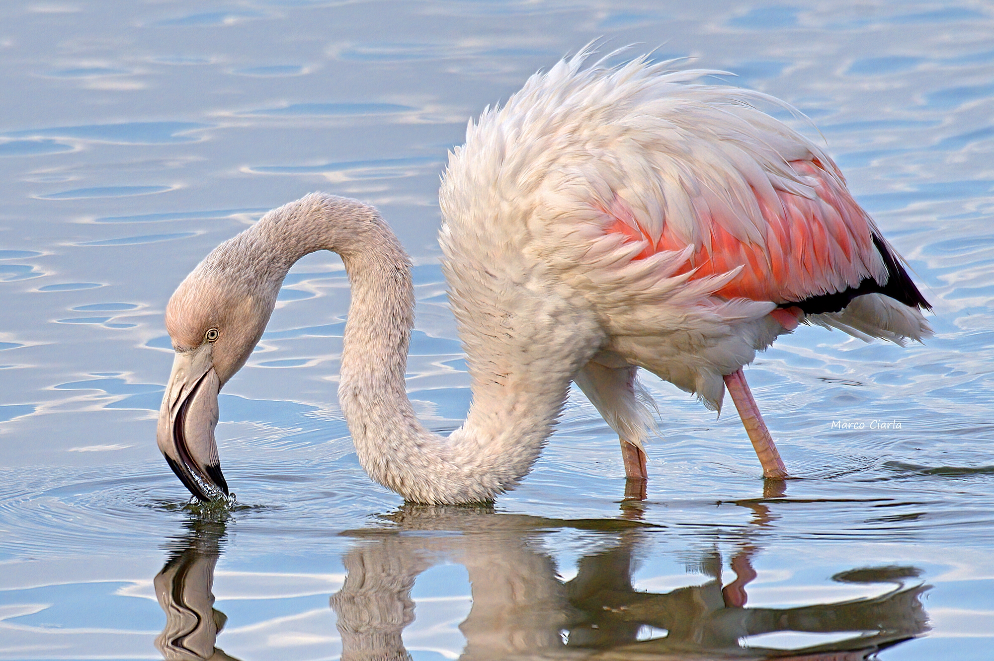 Greater flamingo (Phoenicopterus roseus)...