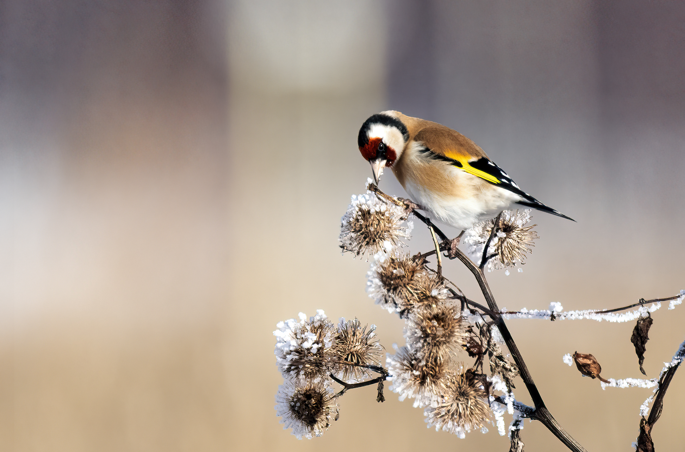 Goldfinch with galaverna...