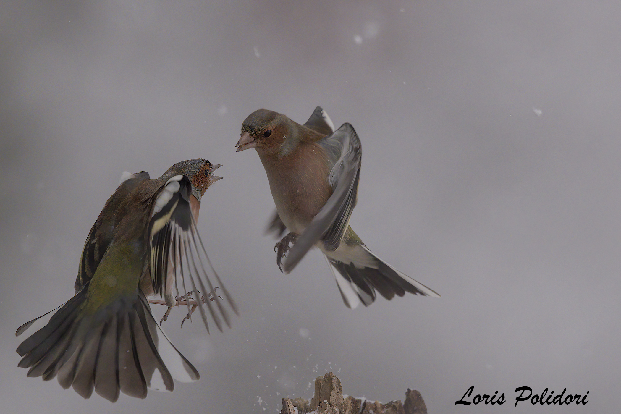 aerial fight on the snow...