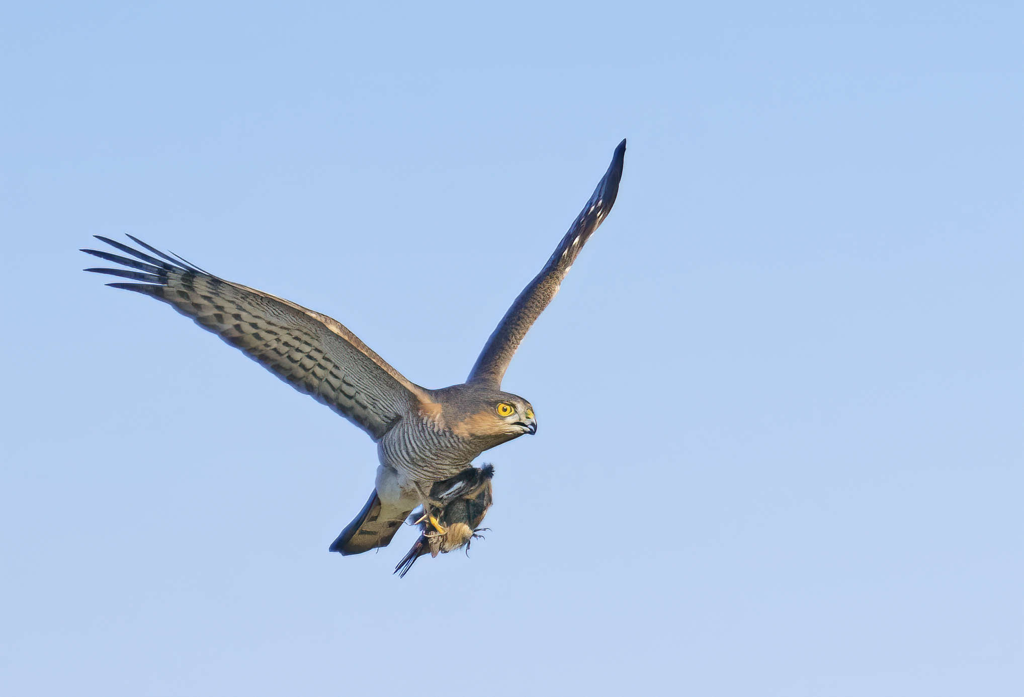 sparrowhawk with prey...