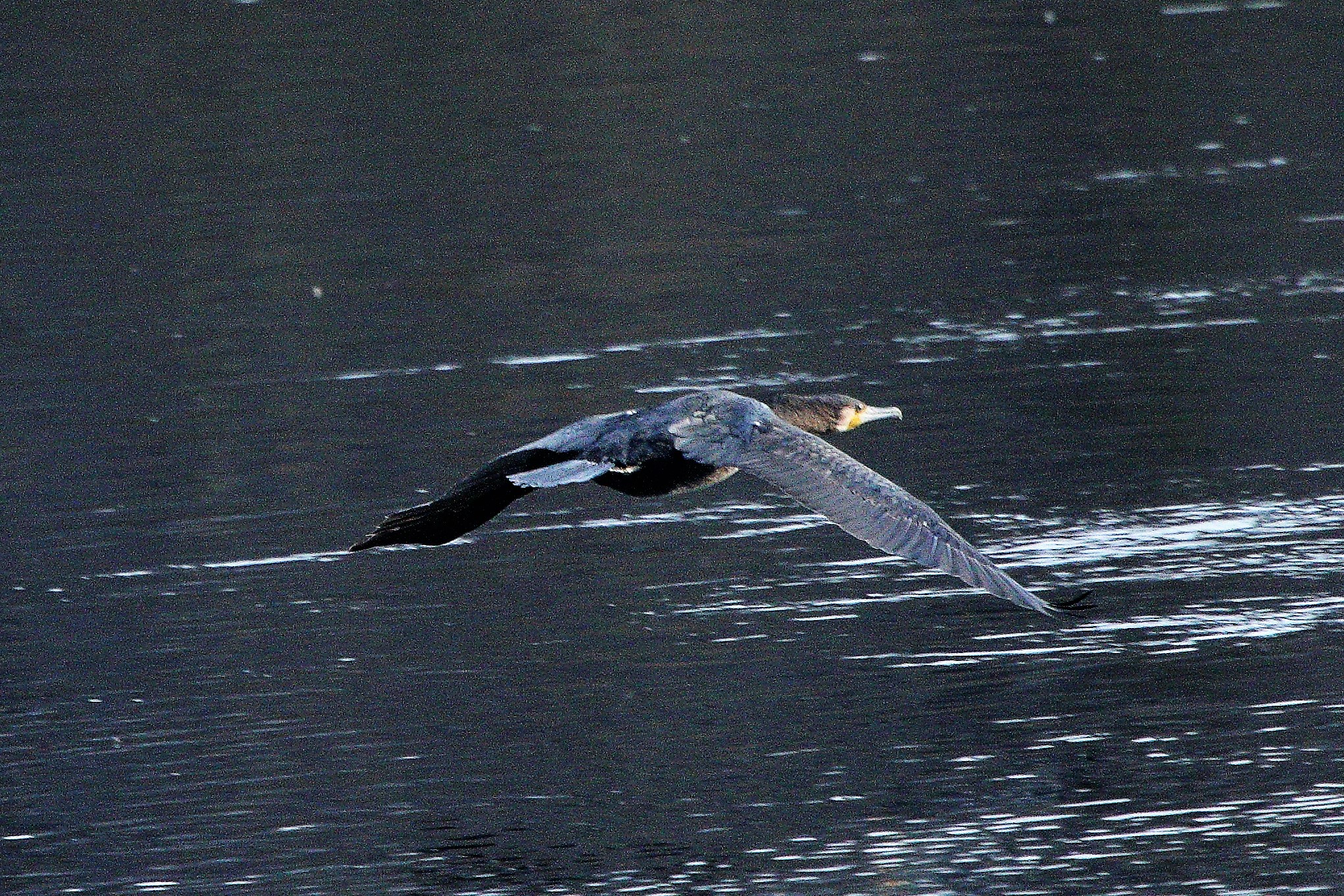 Cormorant...