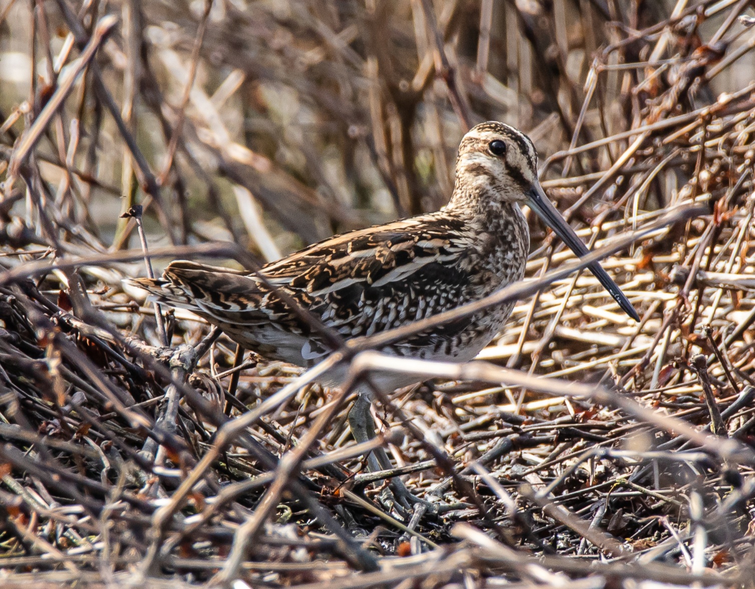 Camouflaged snipe ...