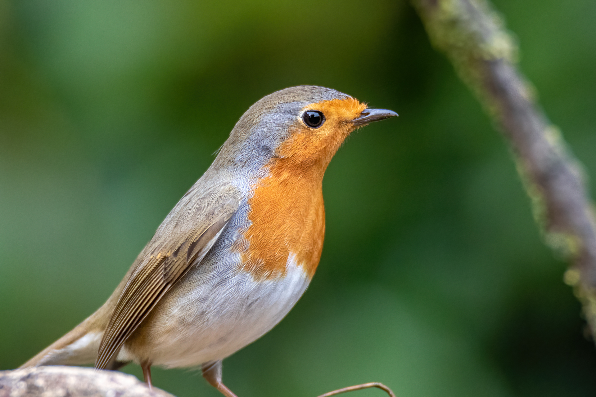 Robin (Erithacus rubecula) - roost test...