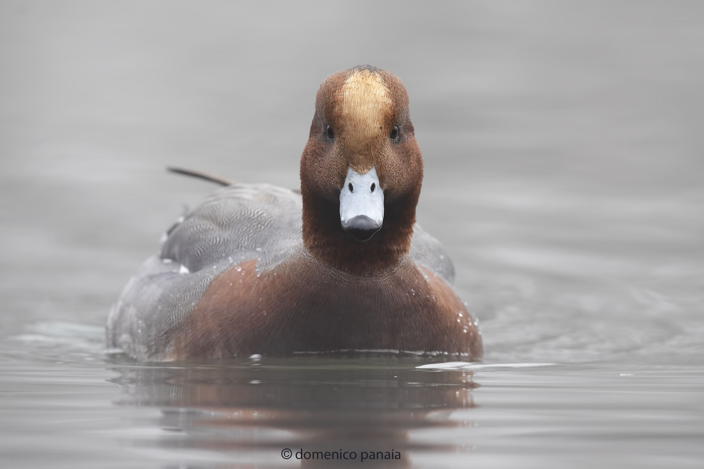 Eurasian wigeon...