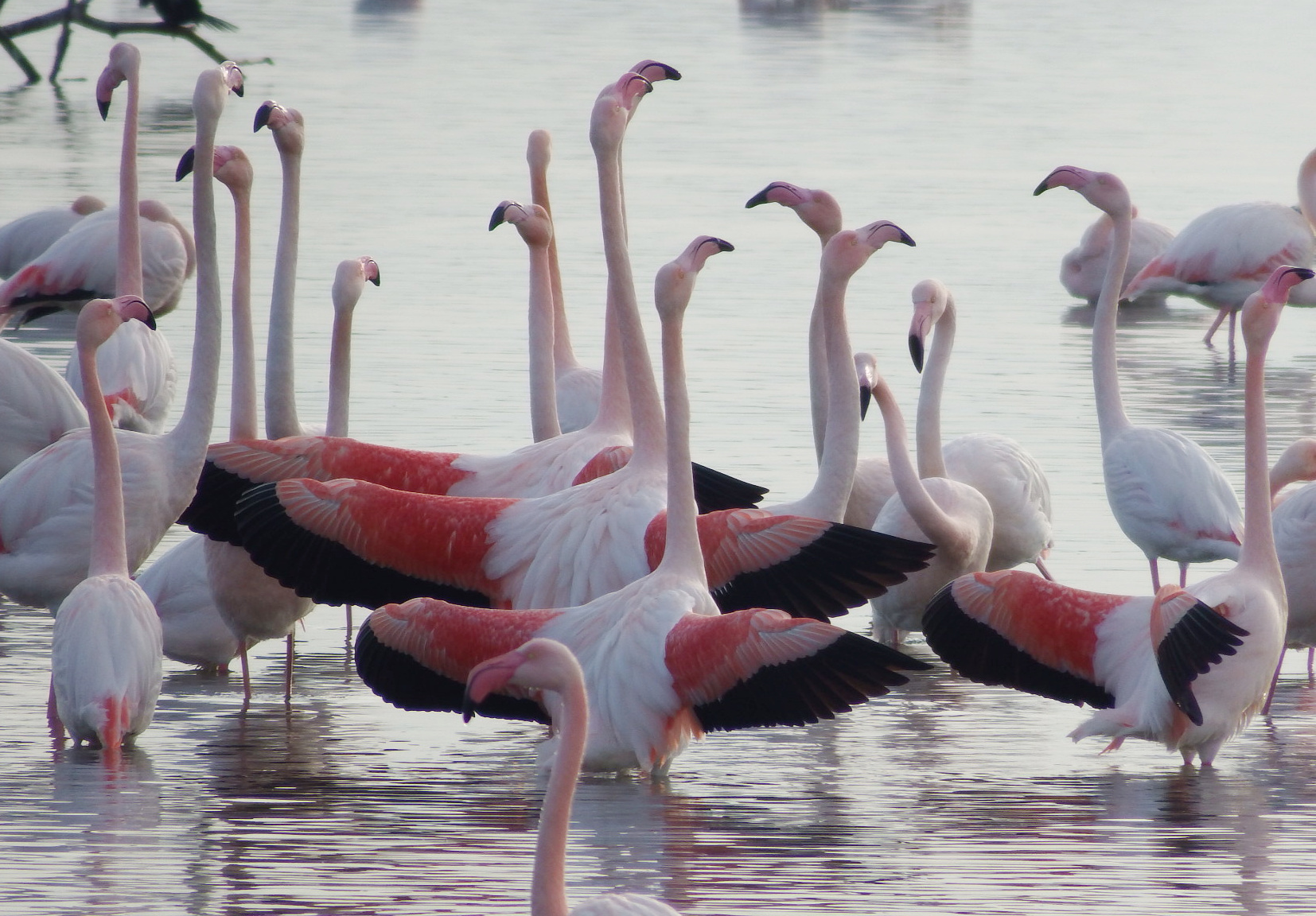 Flamingoes ...