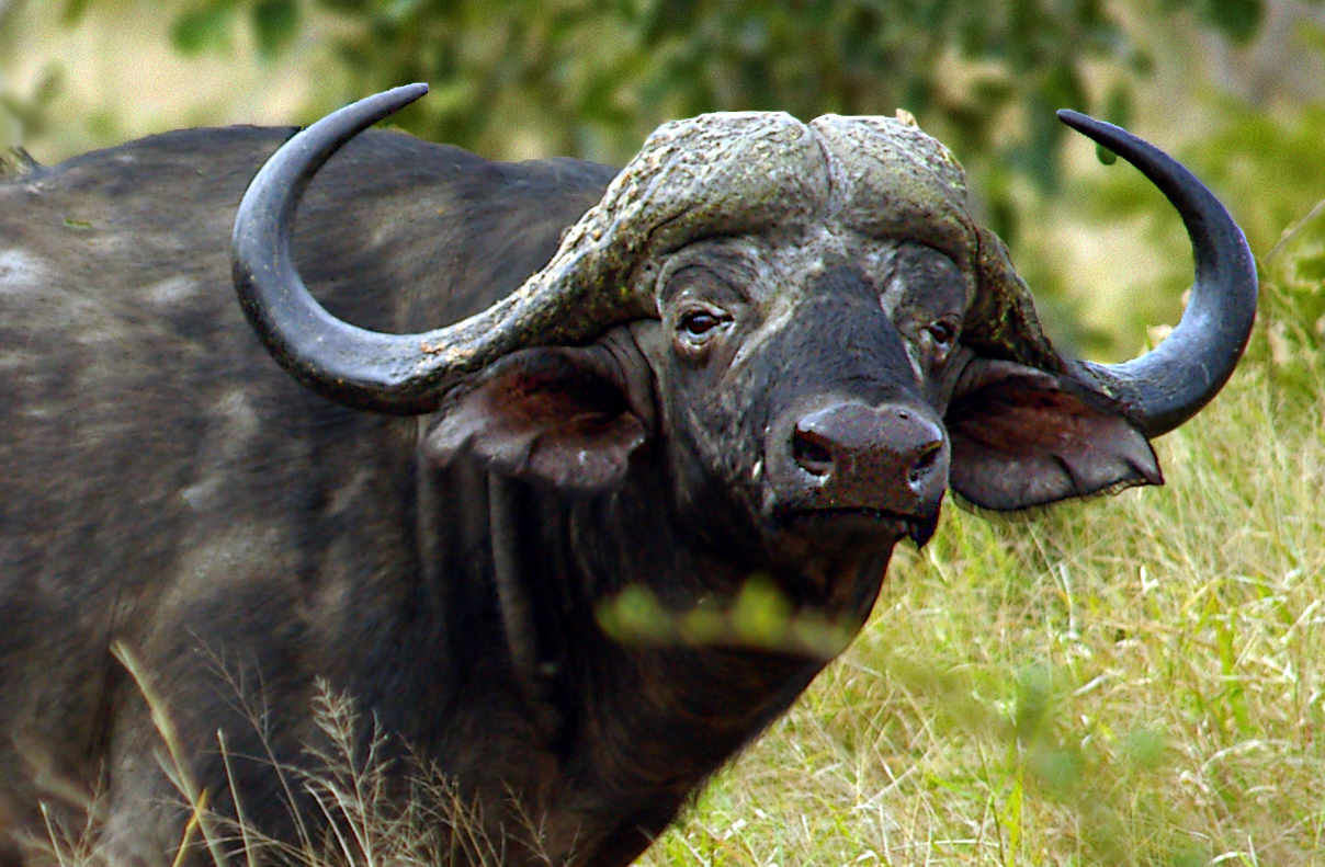 Cape buffalo, Kruger...