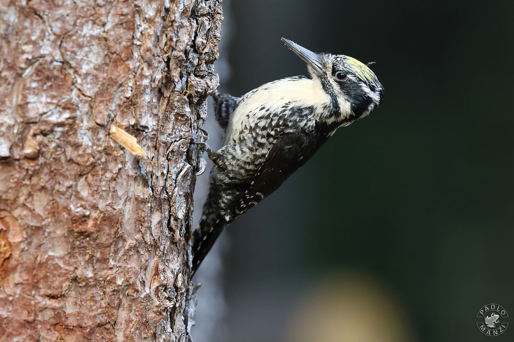 Three-toed woodpecker...