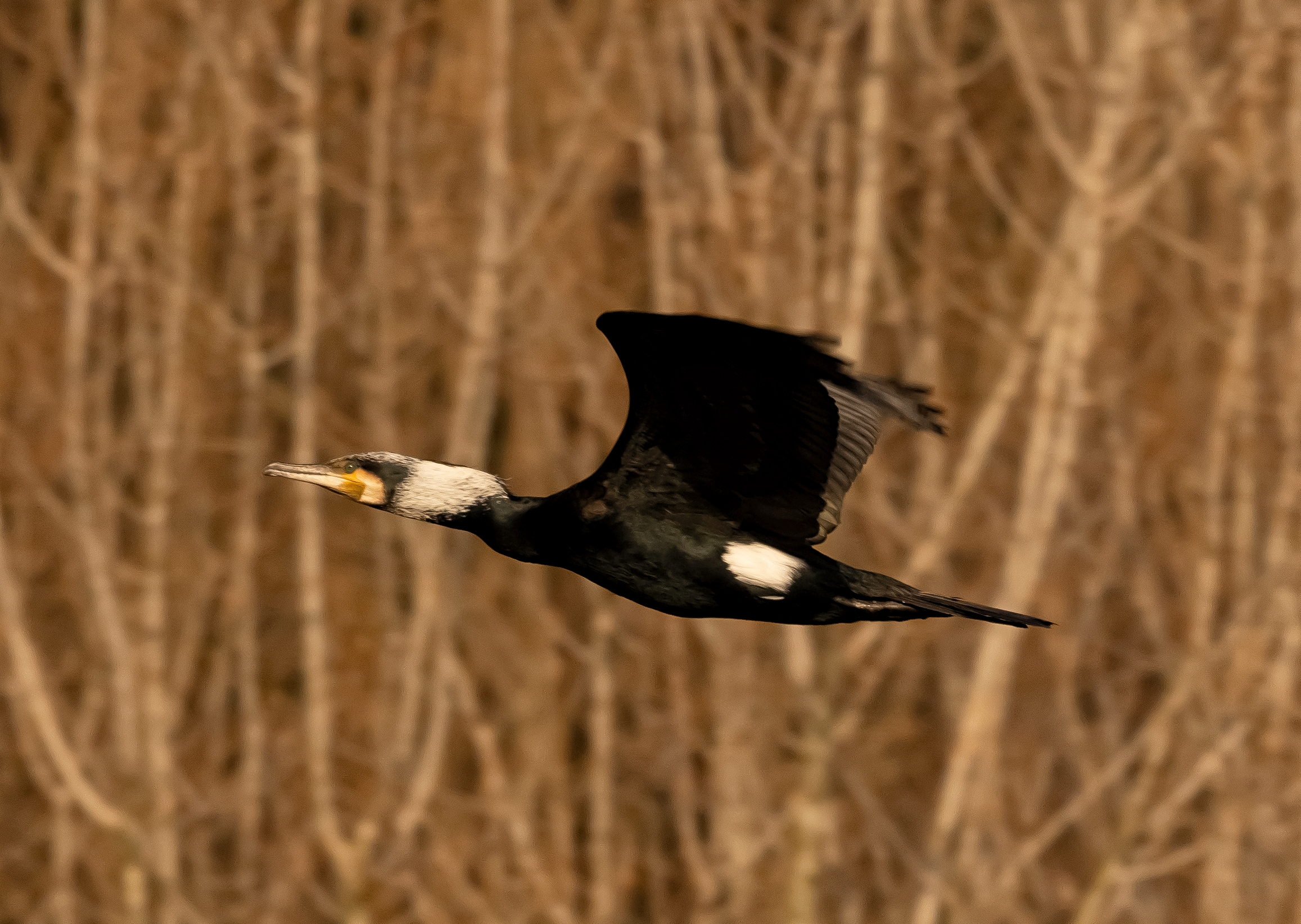 Cormorant flying over the Adda River 25/02/2021...
