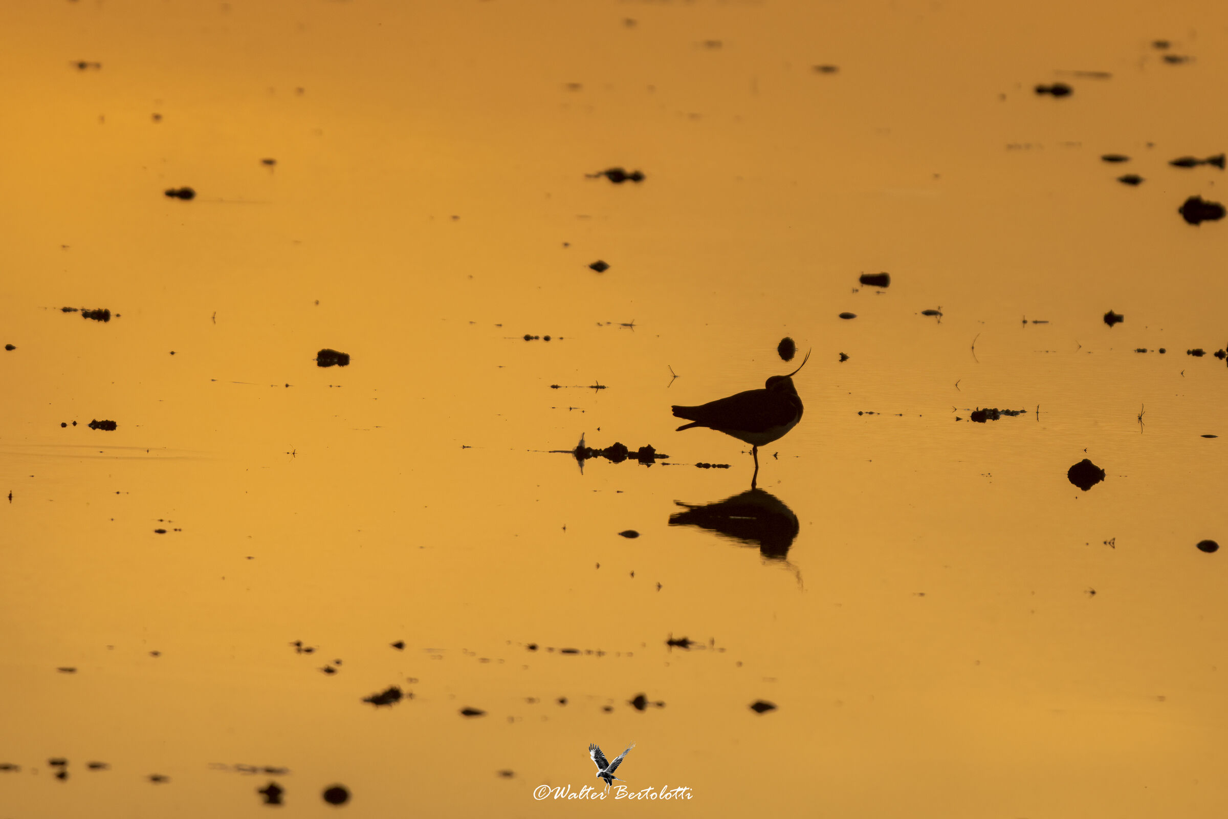 lapwing in the sunset of donana...