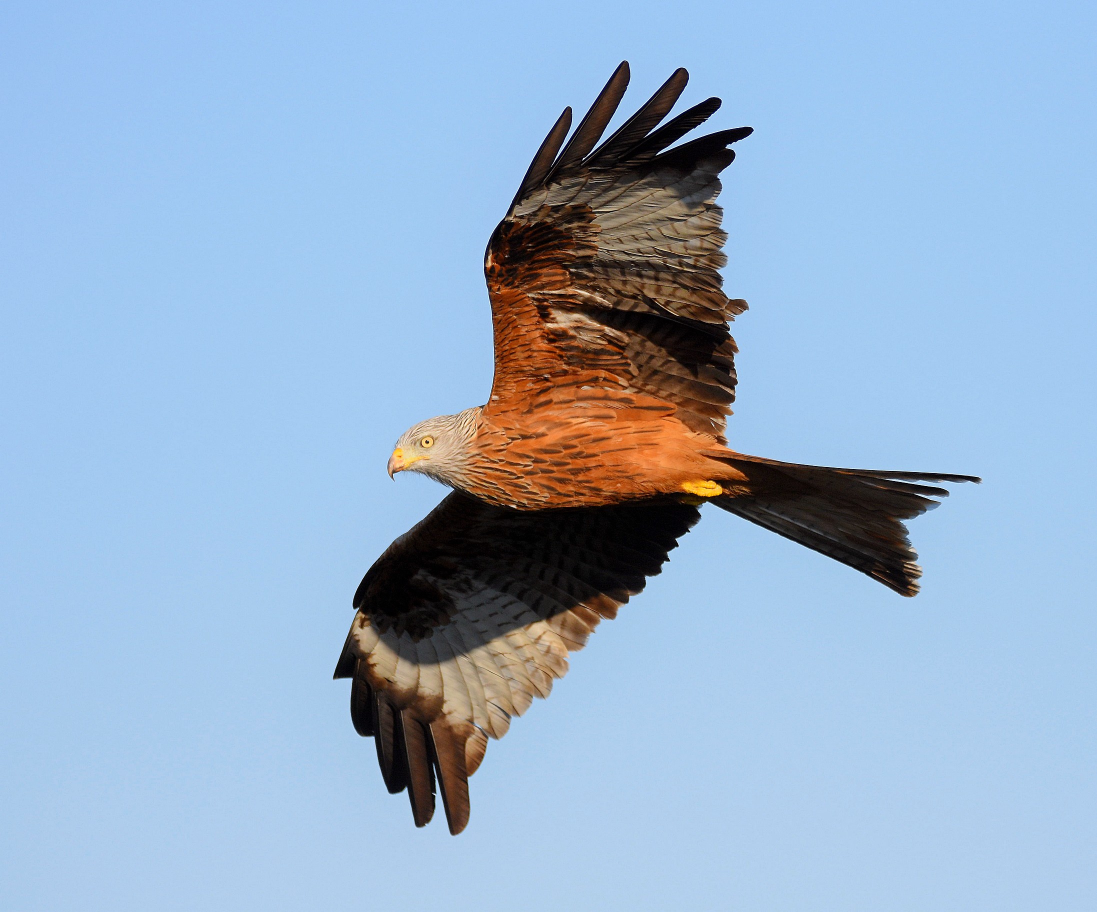 Red kite (Milvus milvus)...