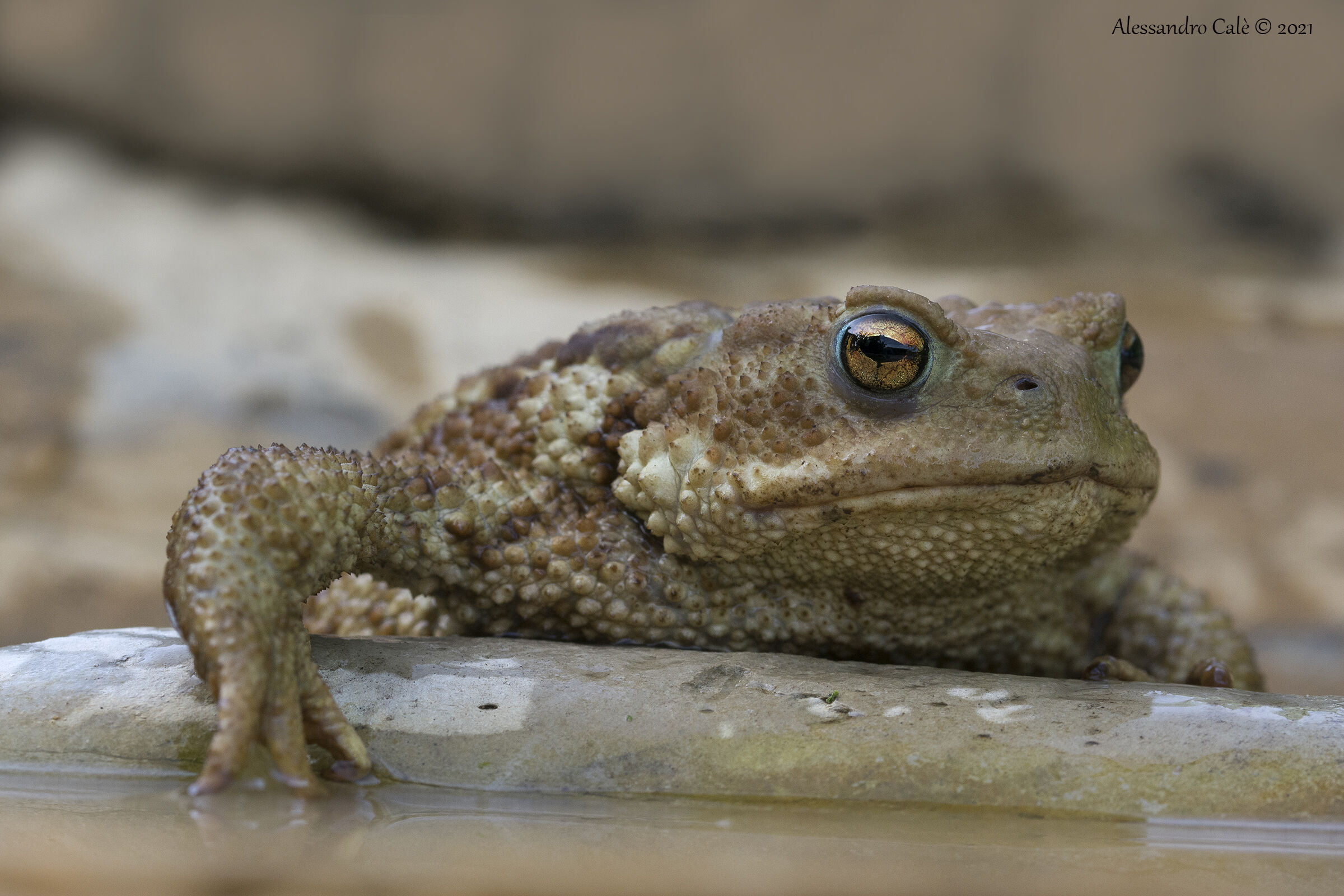 Bufo bufo (Common toad) 3834...