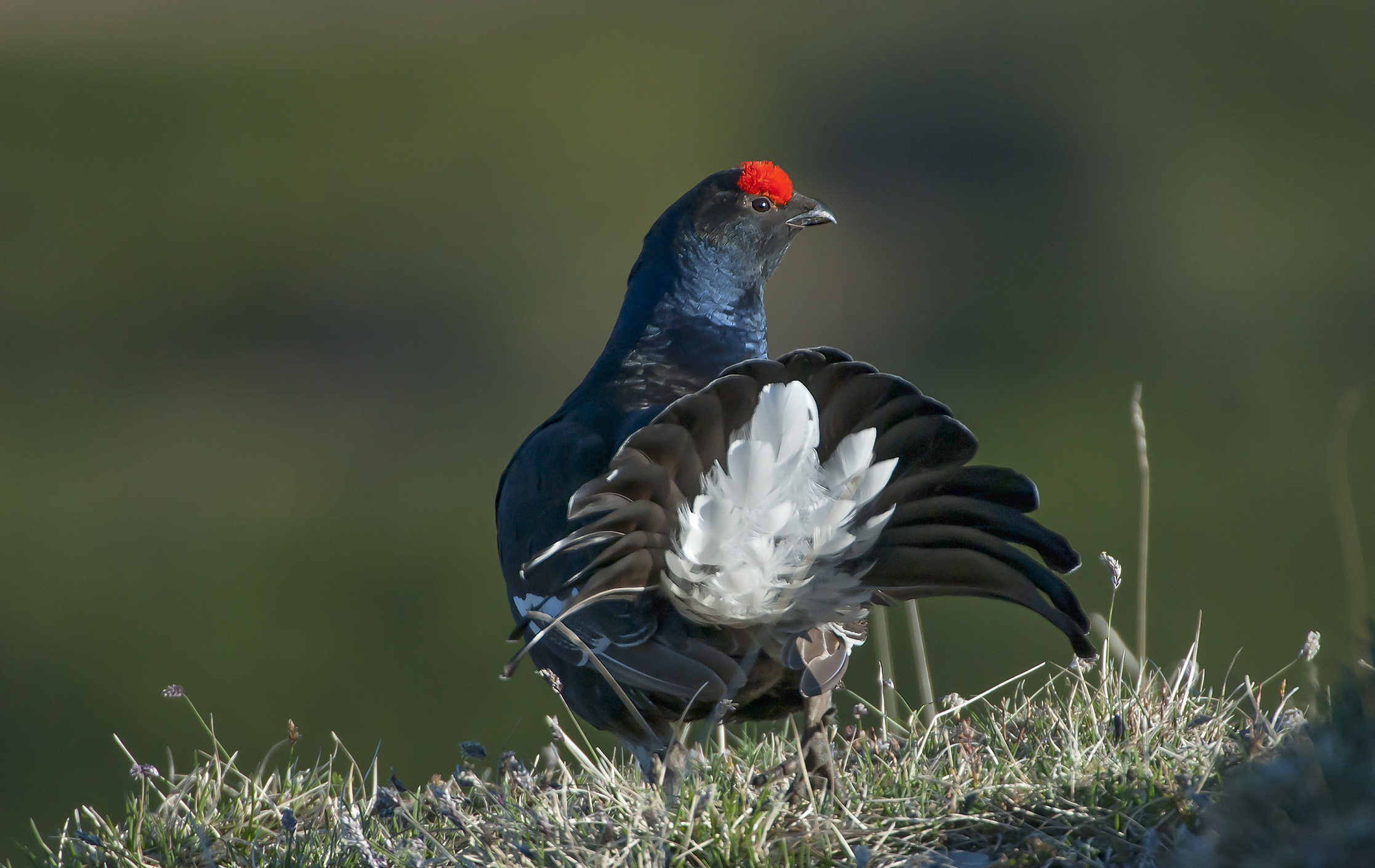 Mountain pheasant...
