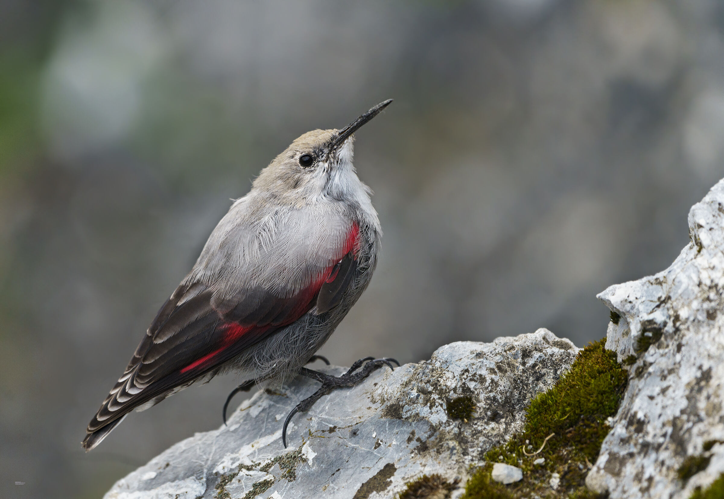 Woodpecker Muraiolo, Central Alps...