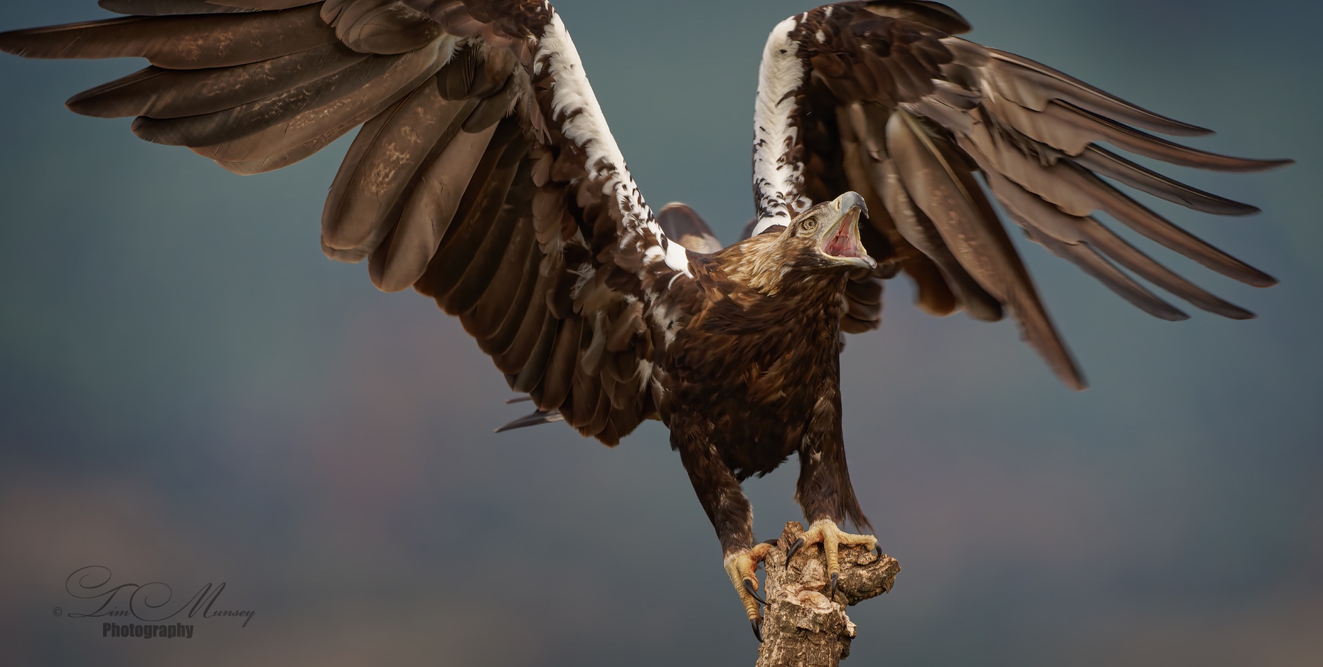 Angry Eagle...