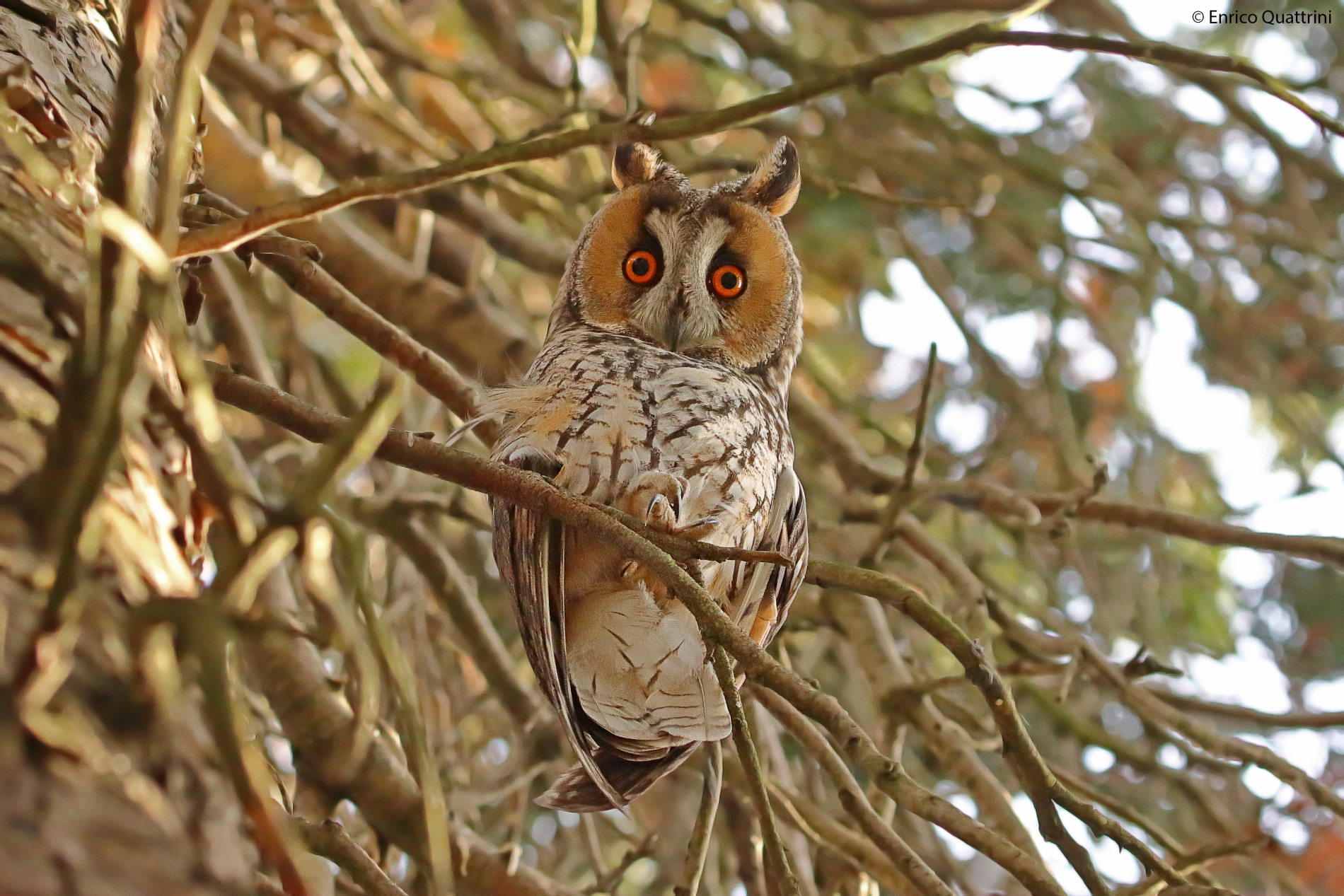 Long-eared owl...
