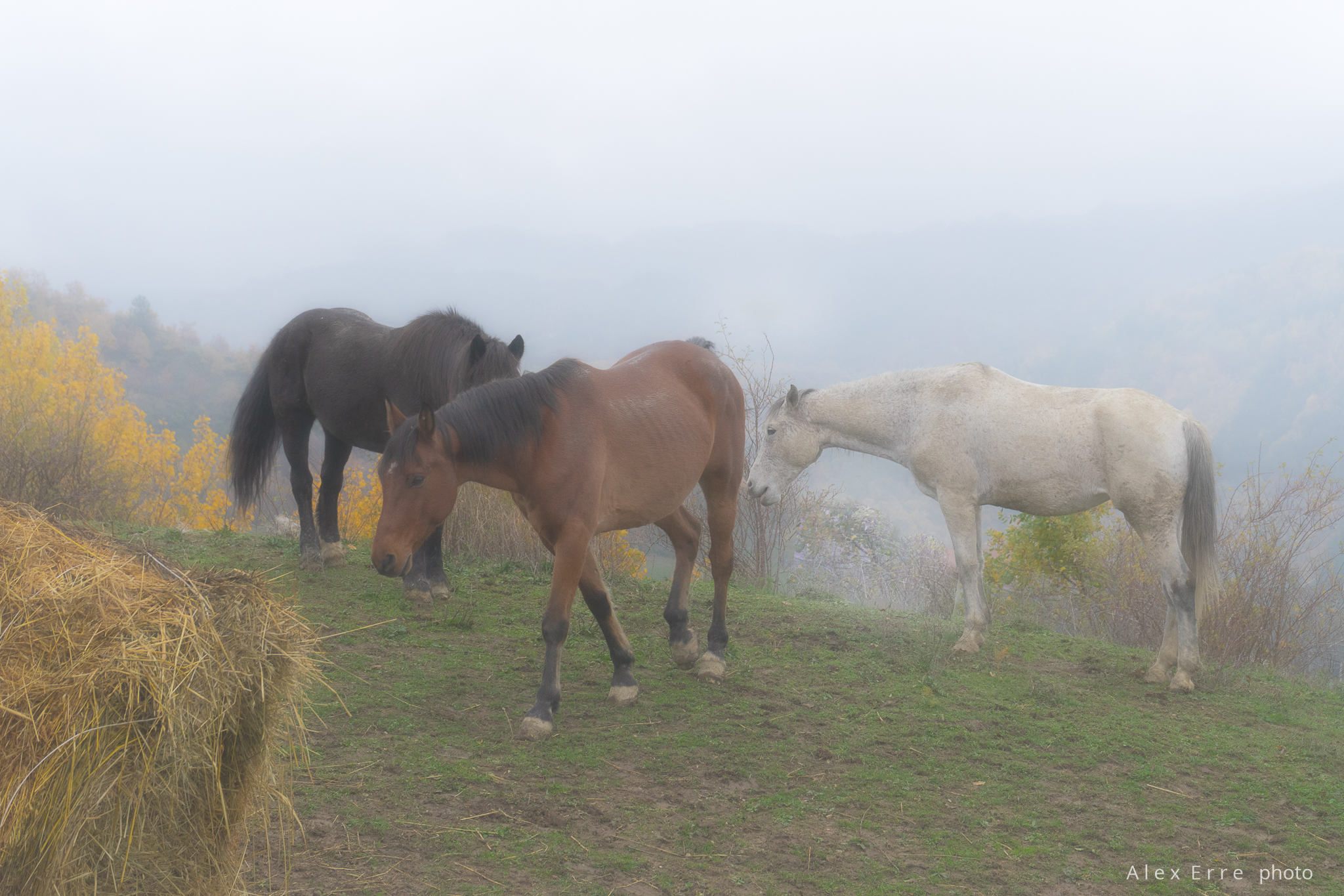 Horses in the fog...