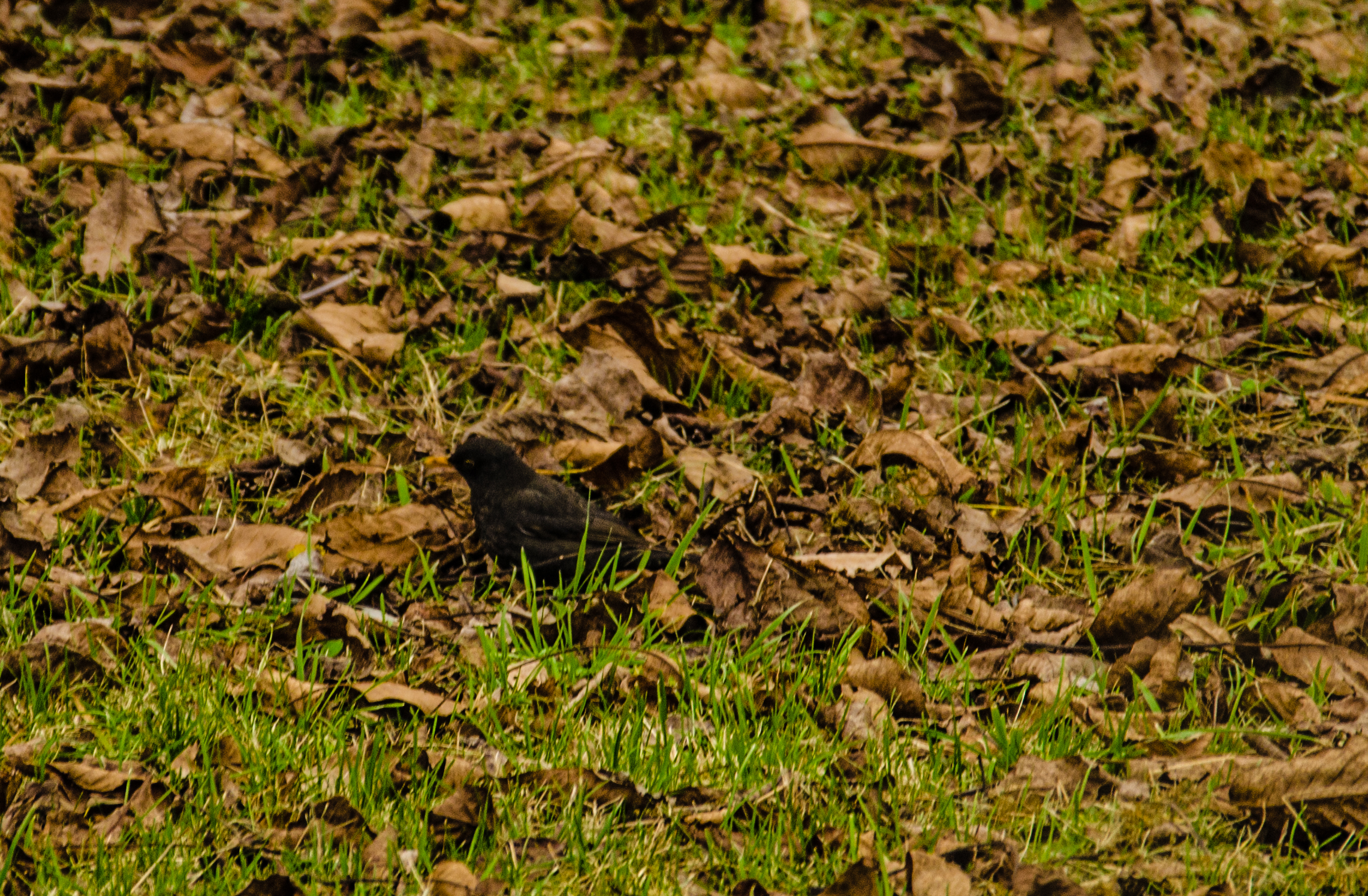 blackbird in the meadow...