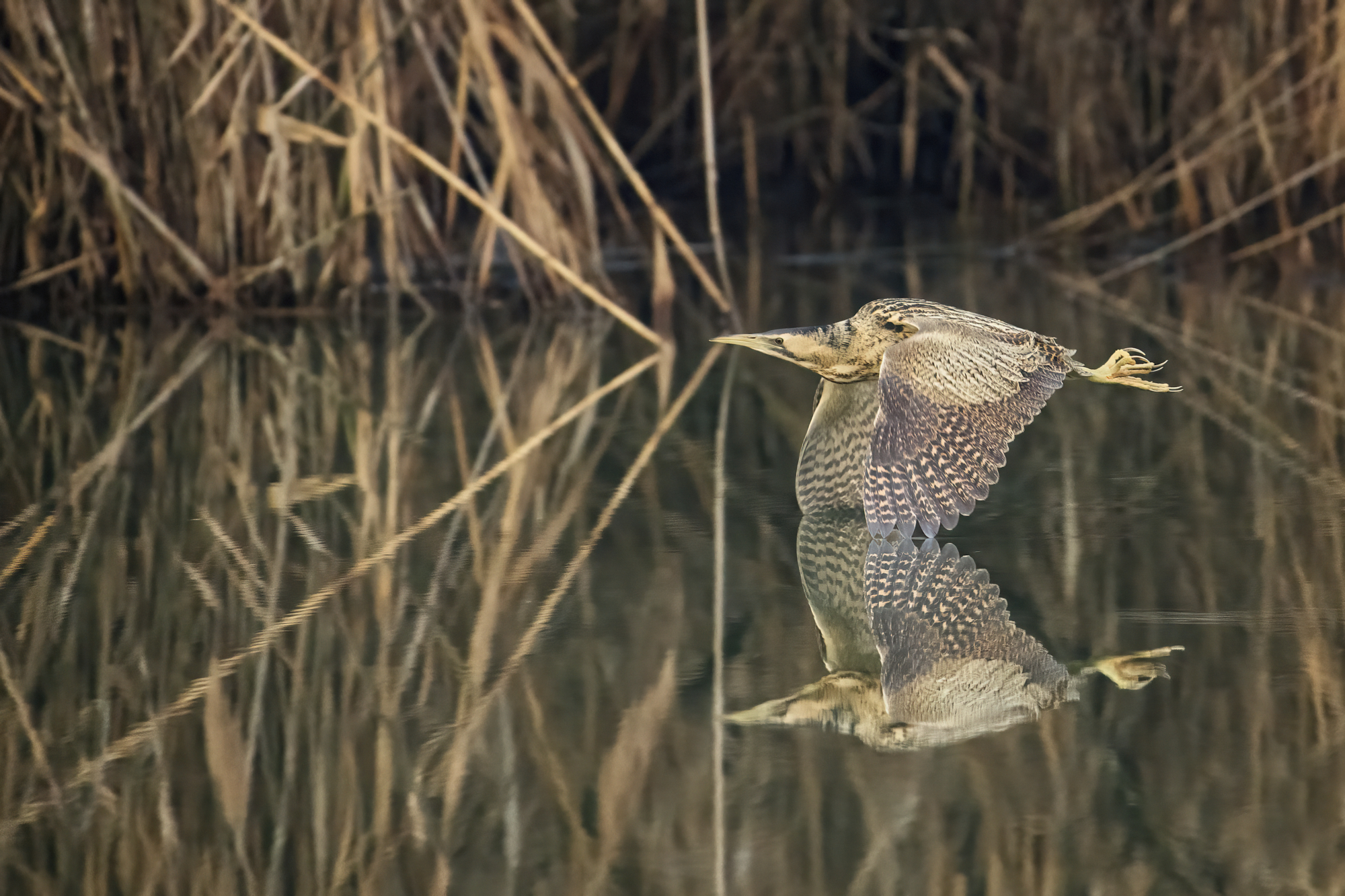 Bittern on the water's surface ...