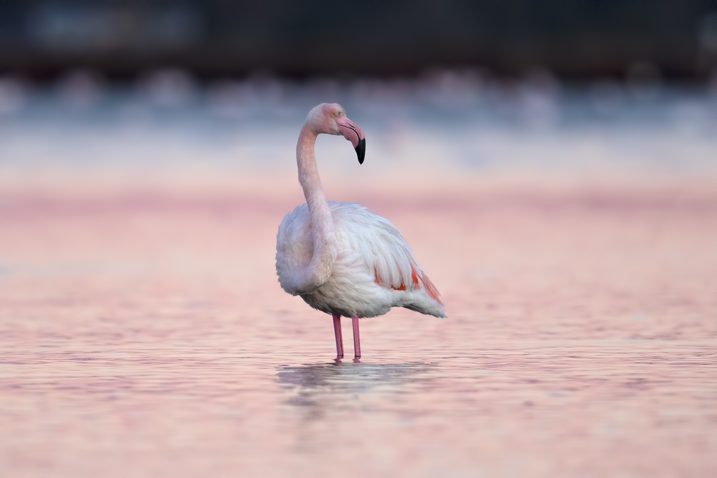 Flamingo in pink...