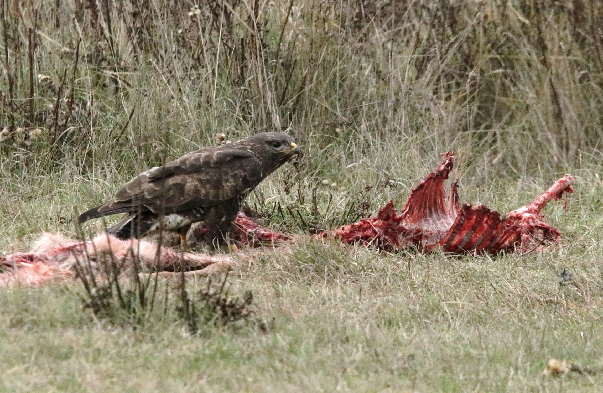 Buzzard on roe deer carcass...