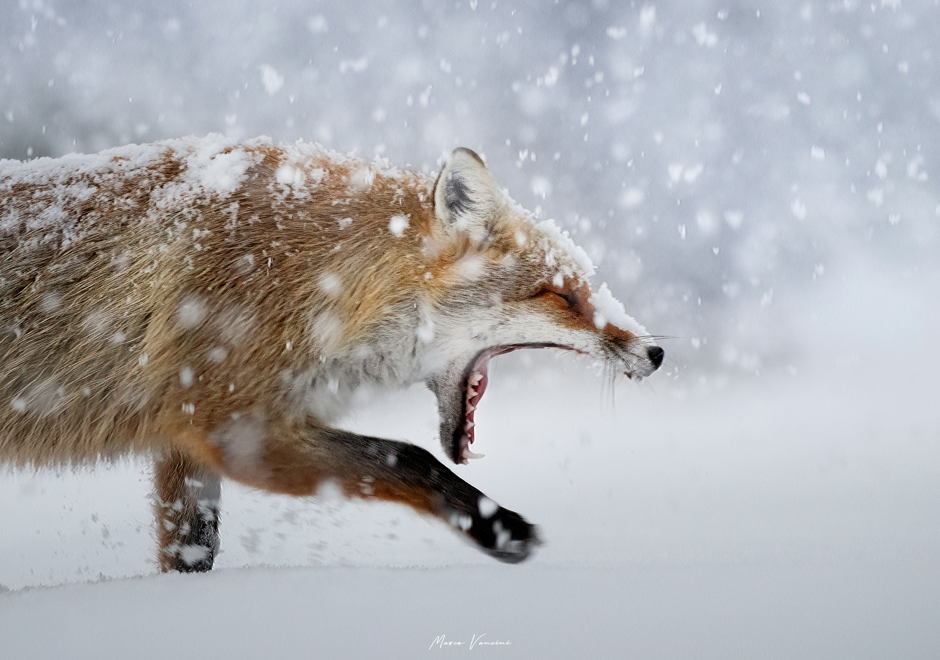 The passage of the fox ...
