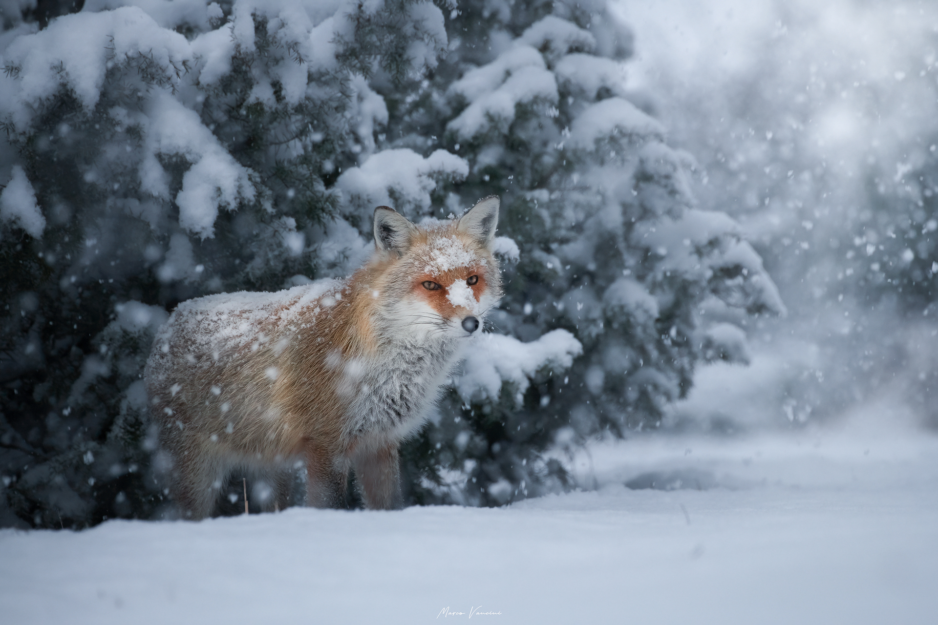 Winter fox ...