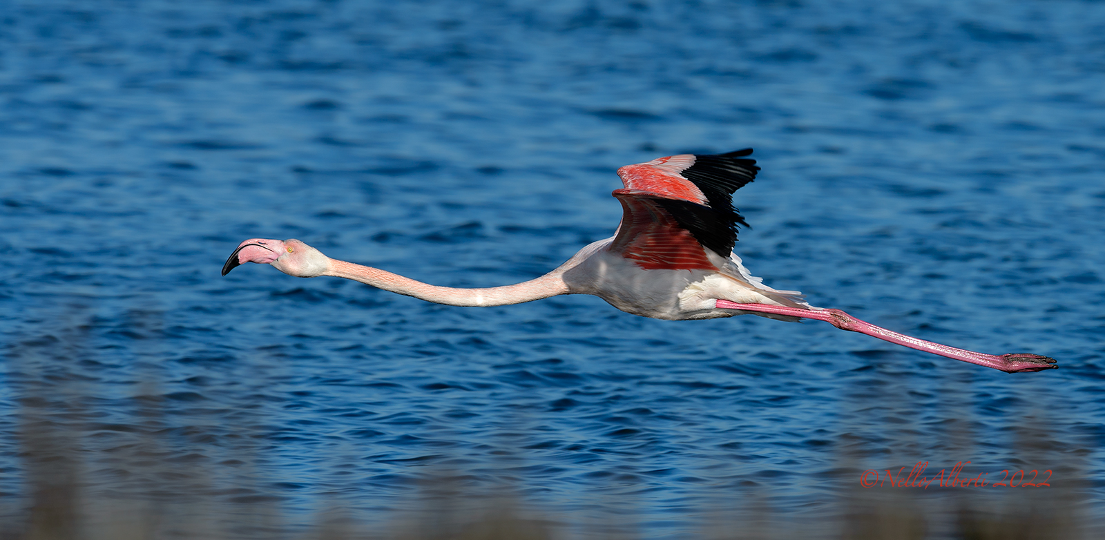 pink flamingo in grazing flight ...