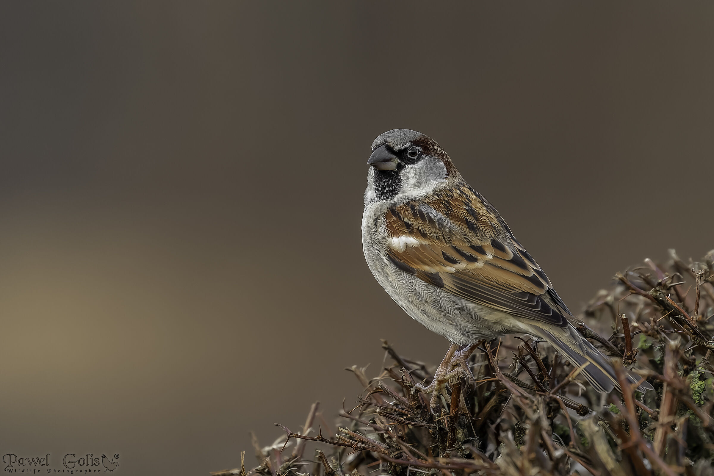 House sparrow (Passer domesticus)...