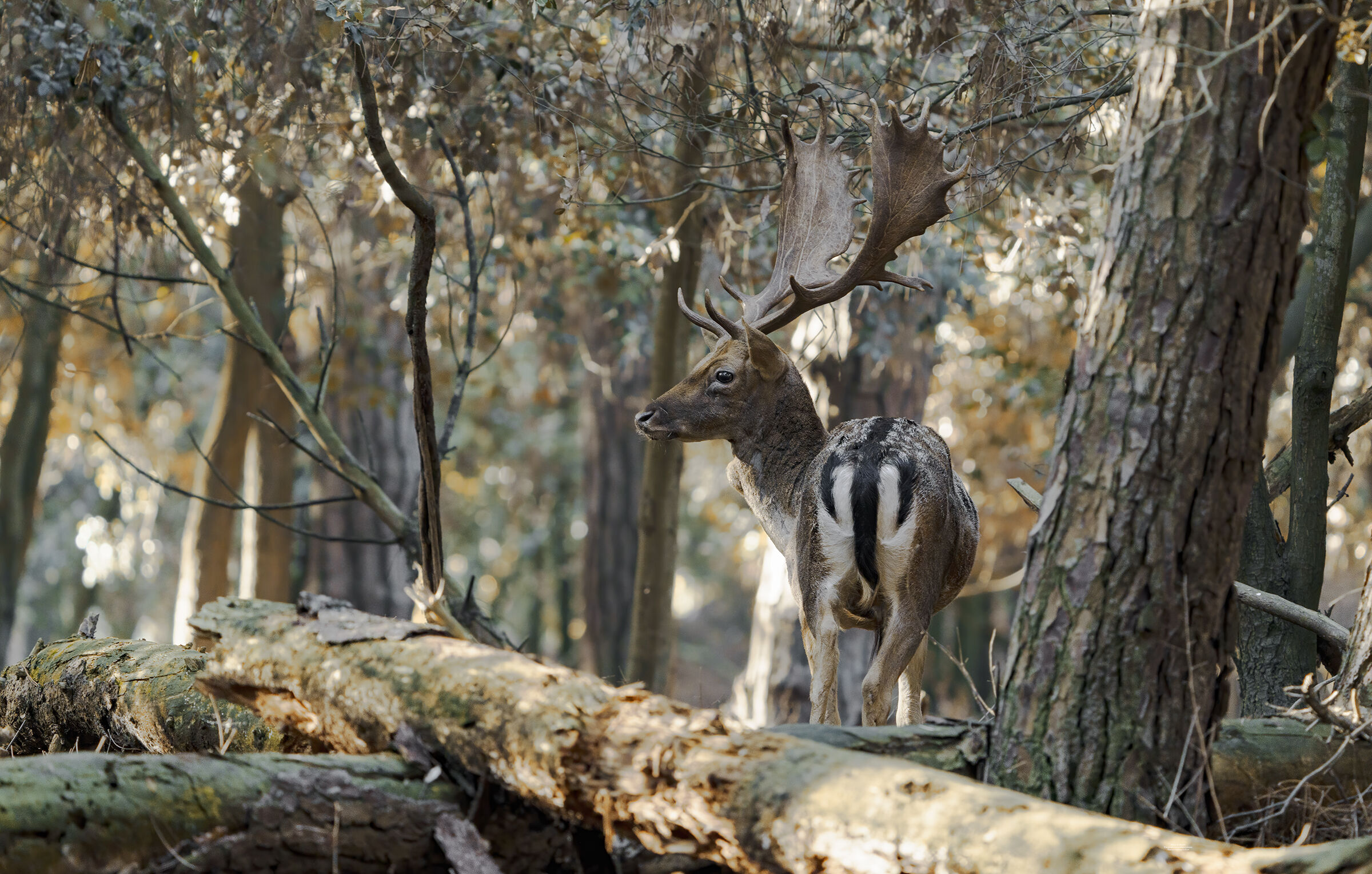 Fallow deer and pine forest, Adriatic week. 2022...