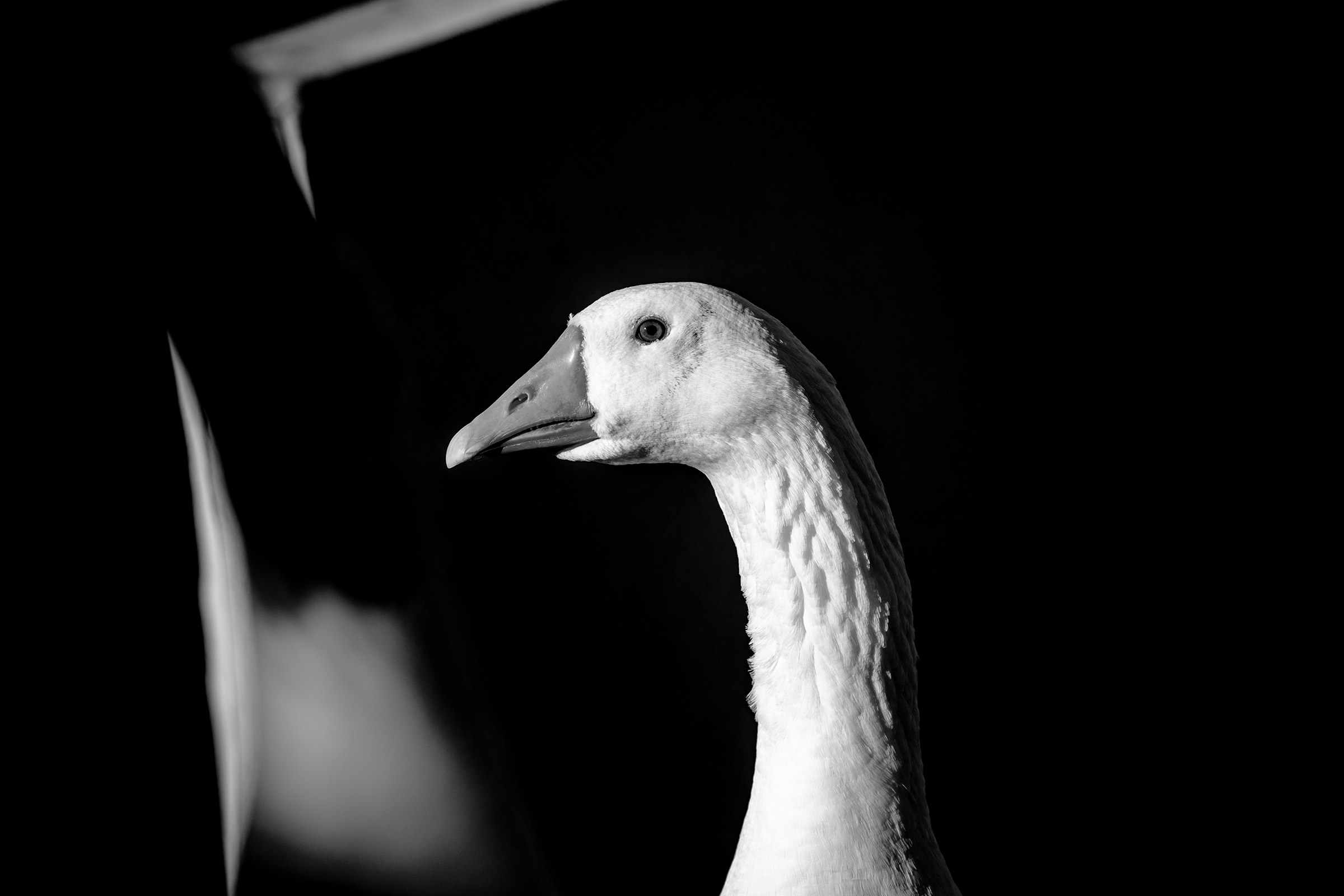 Goose...