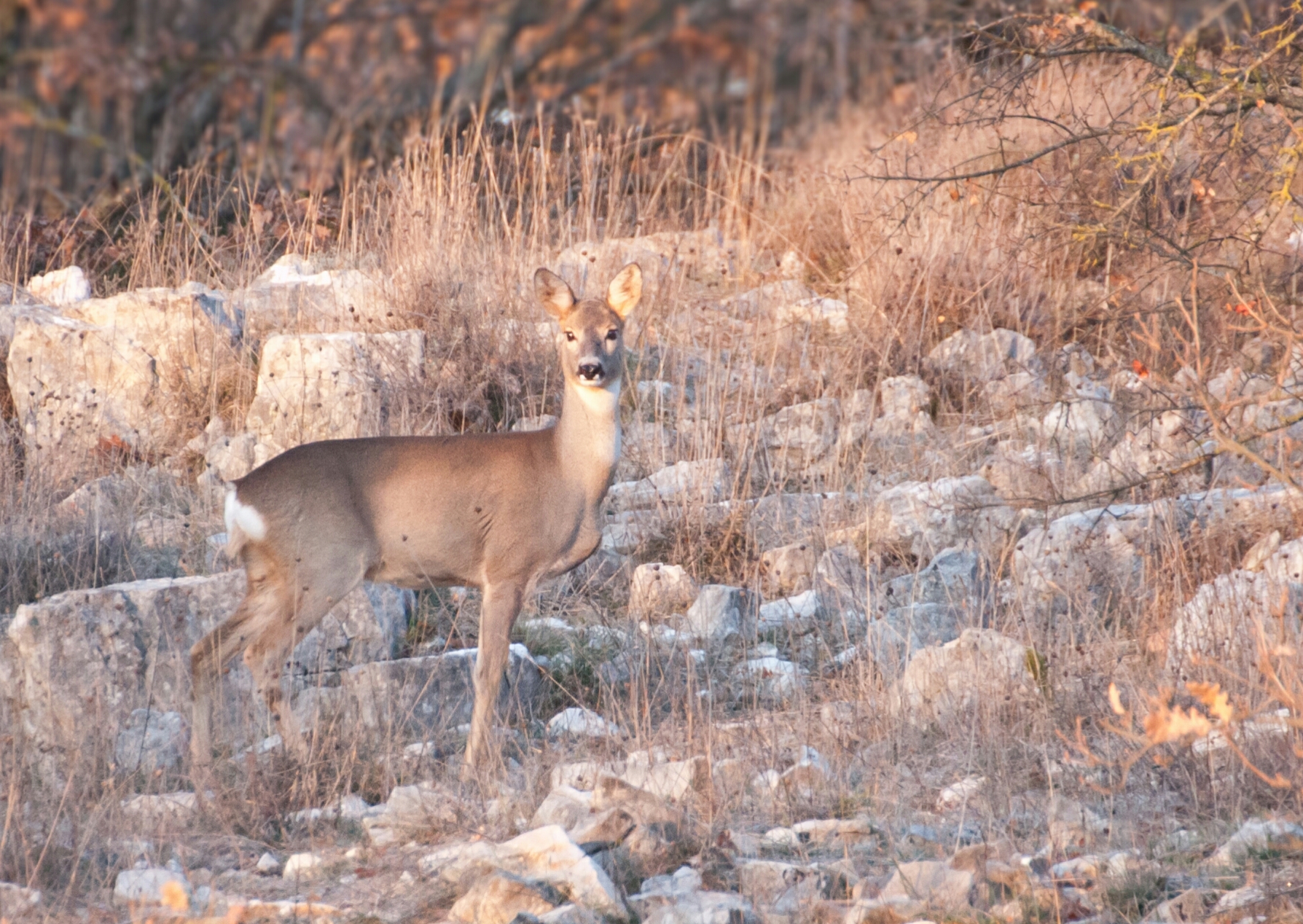 Golden hour roe deer...