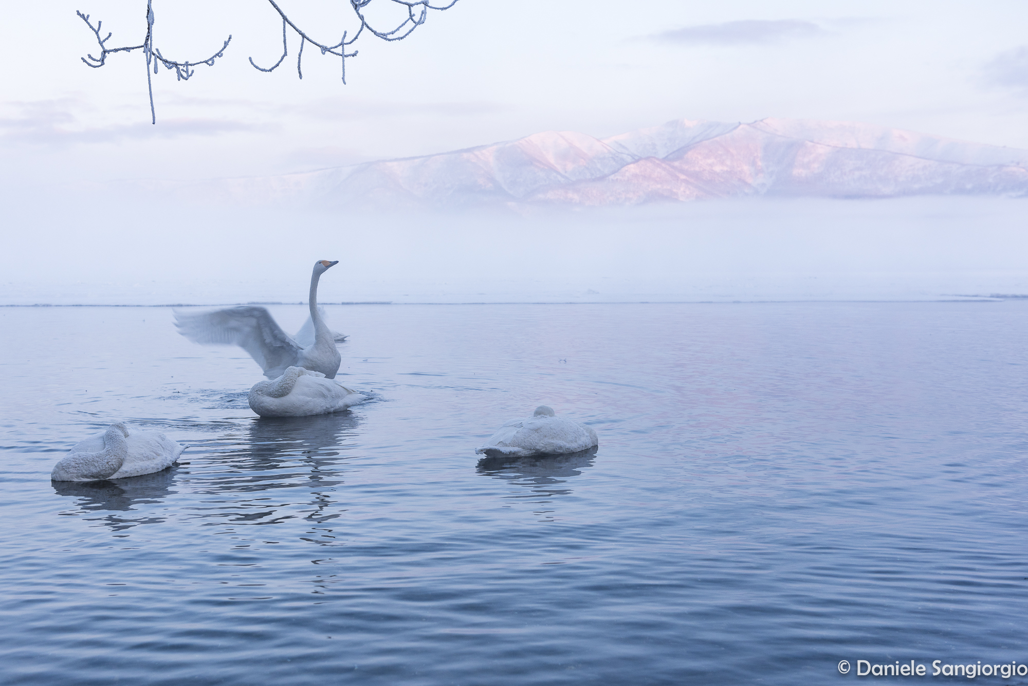Swans at dawn...