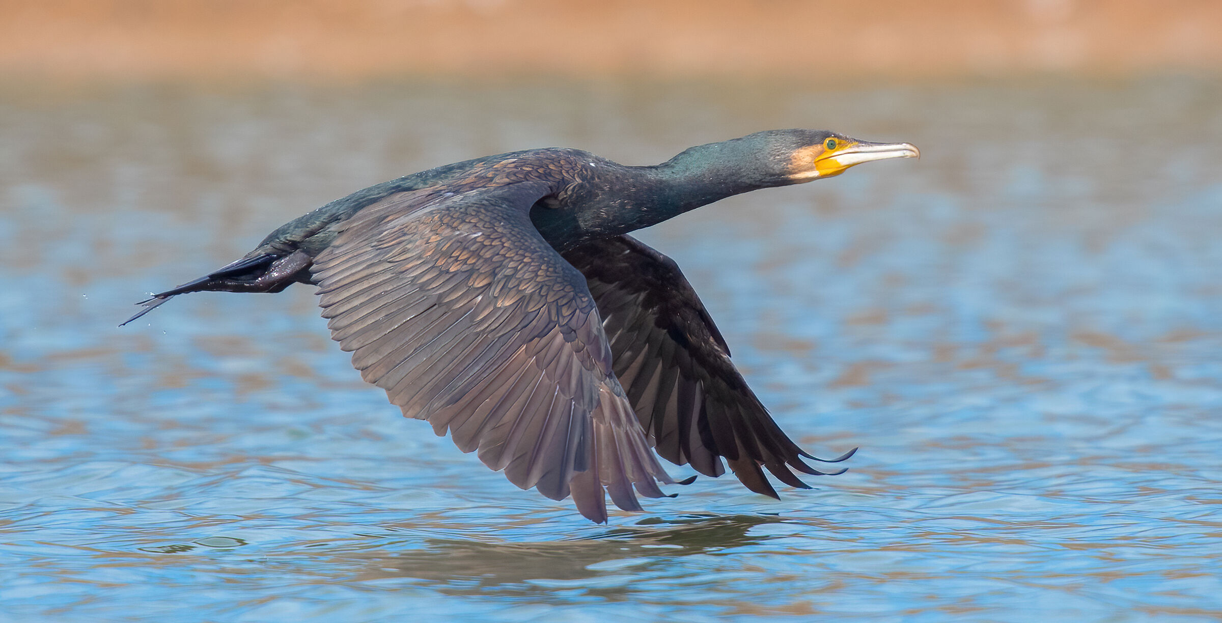 great cormorant...