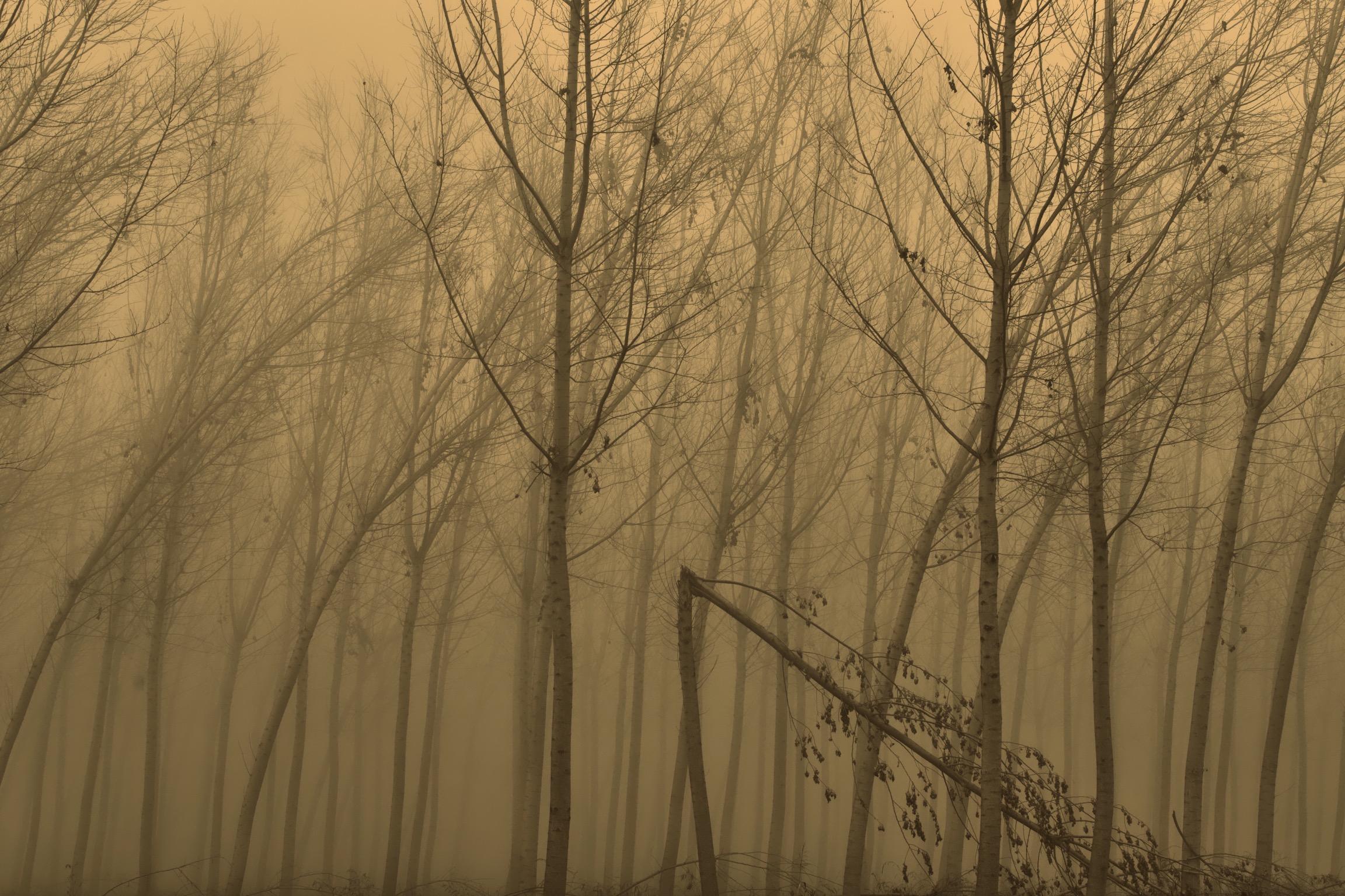 Fog in the poplar grove ...