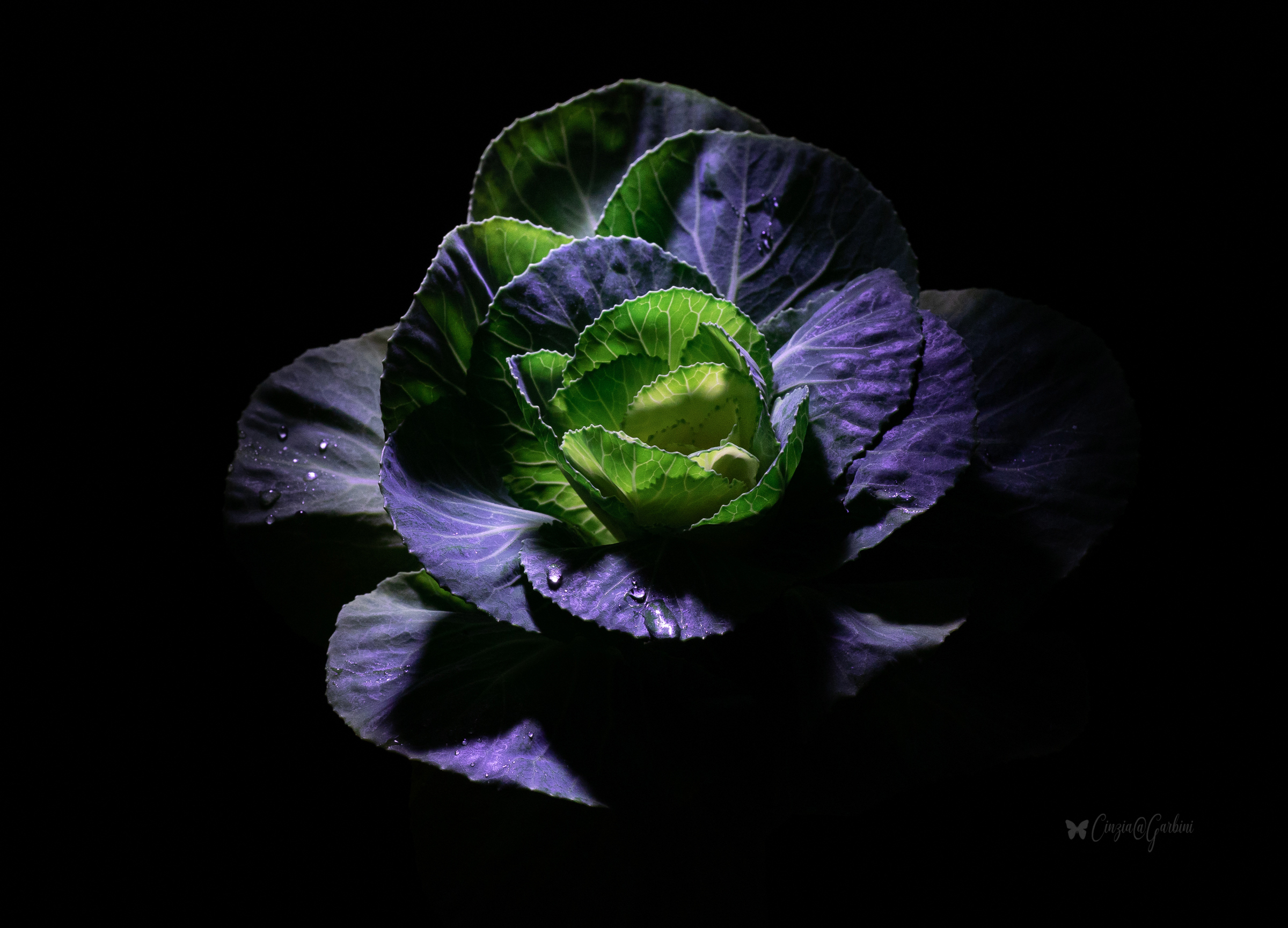 what a photo of the ... cabbage...