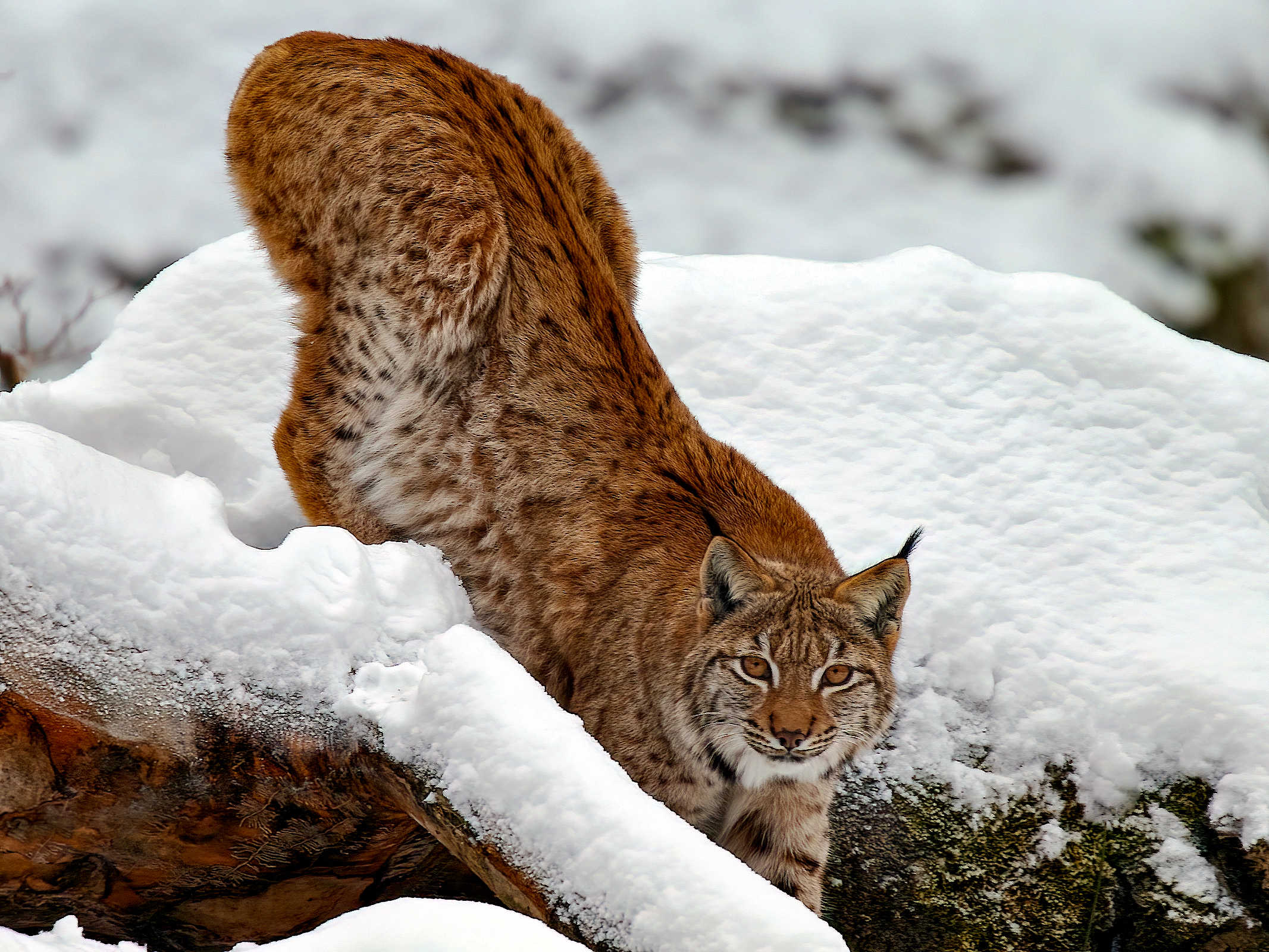 Lince in Baviera...