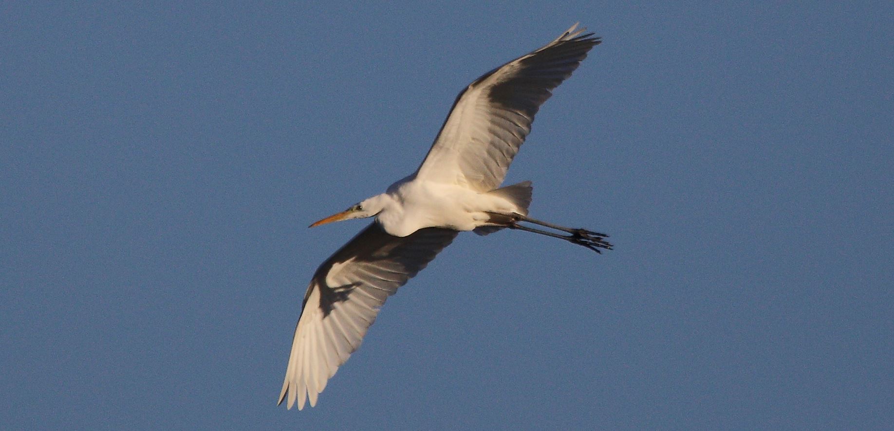great white heron...