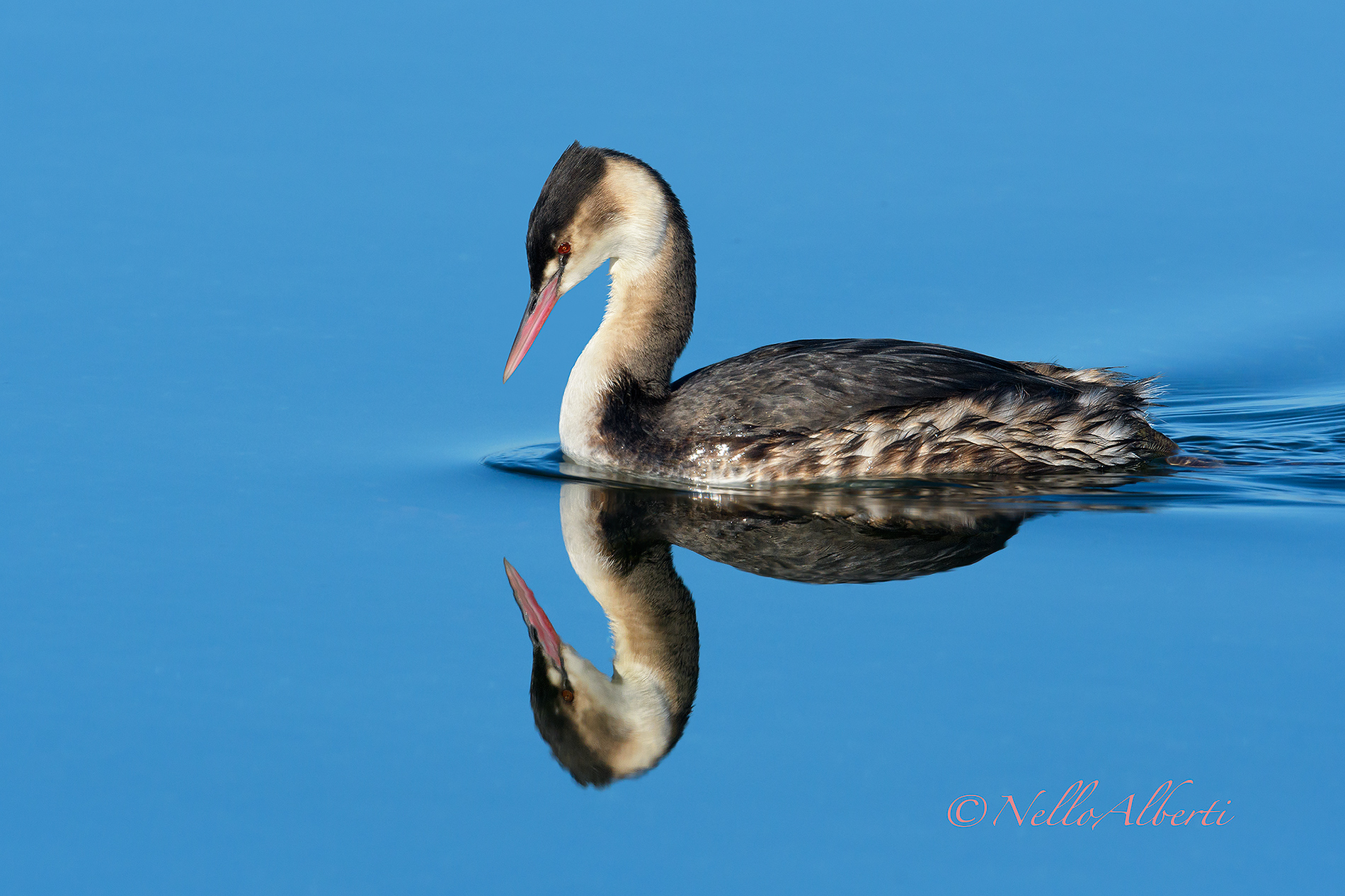 grebe greater reflections !...
