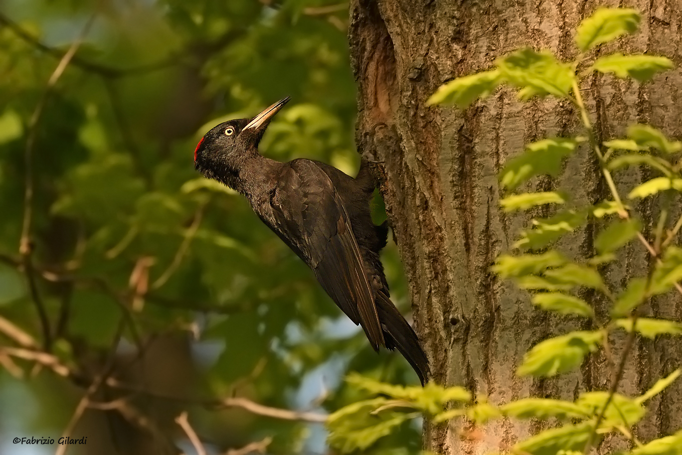Dryocopus martius (Black Woodpecker)...
