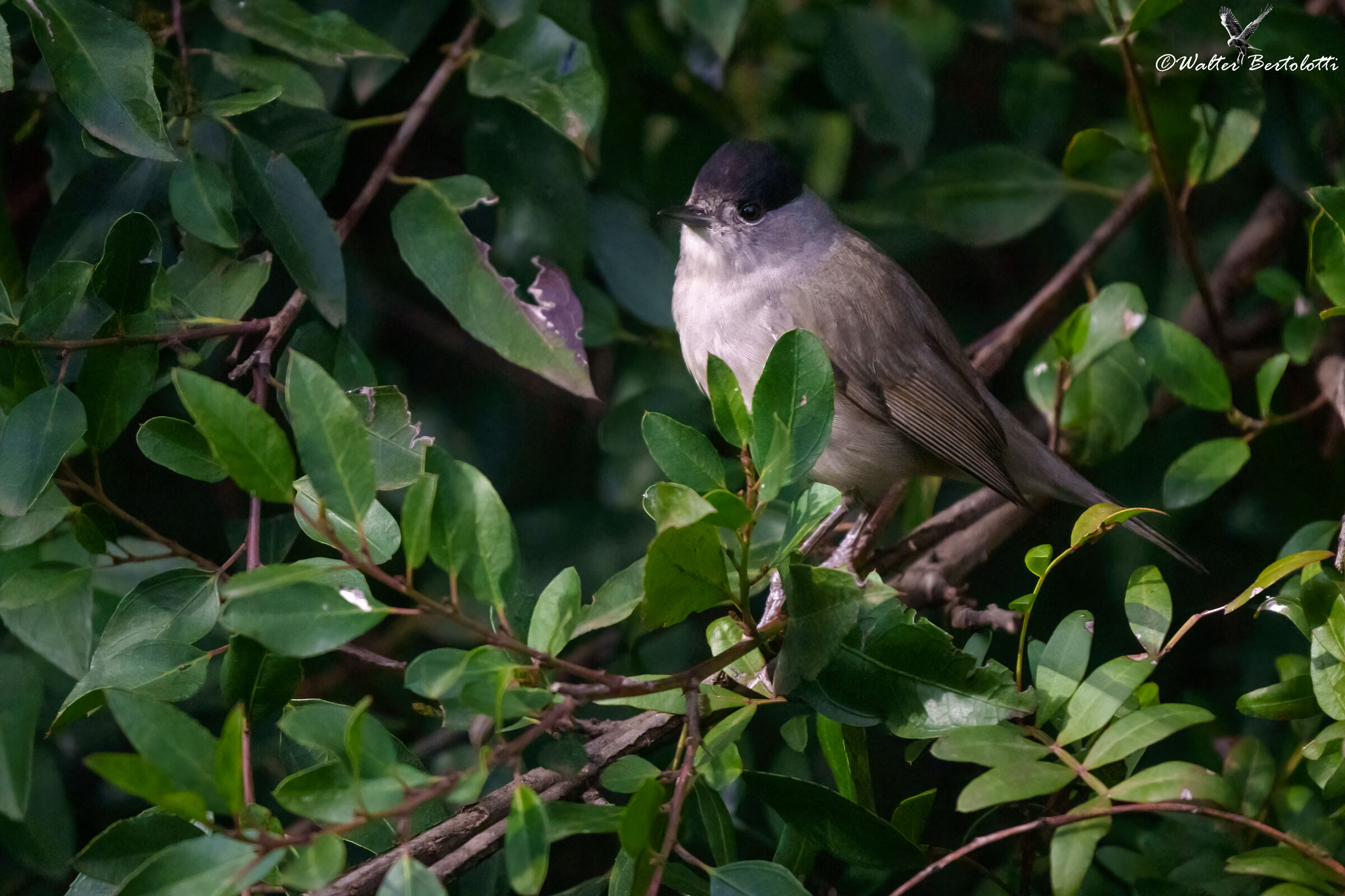 blackcap (m)...