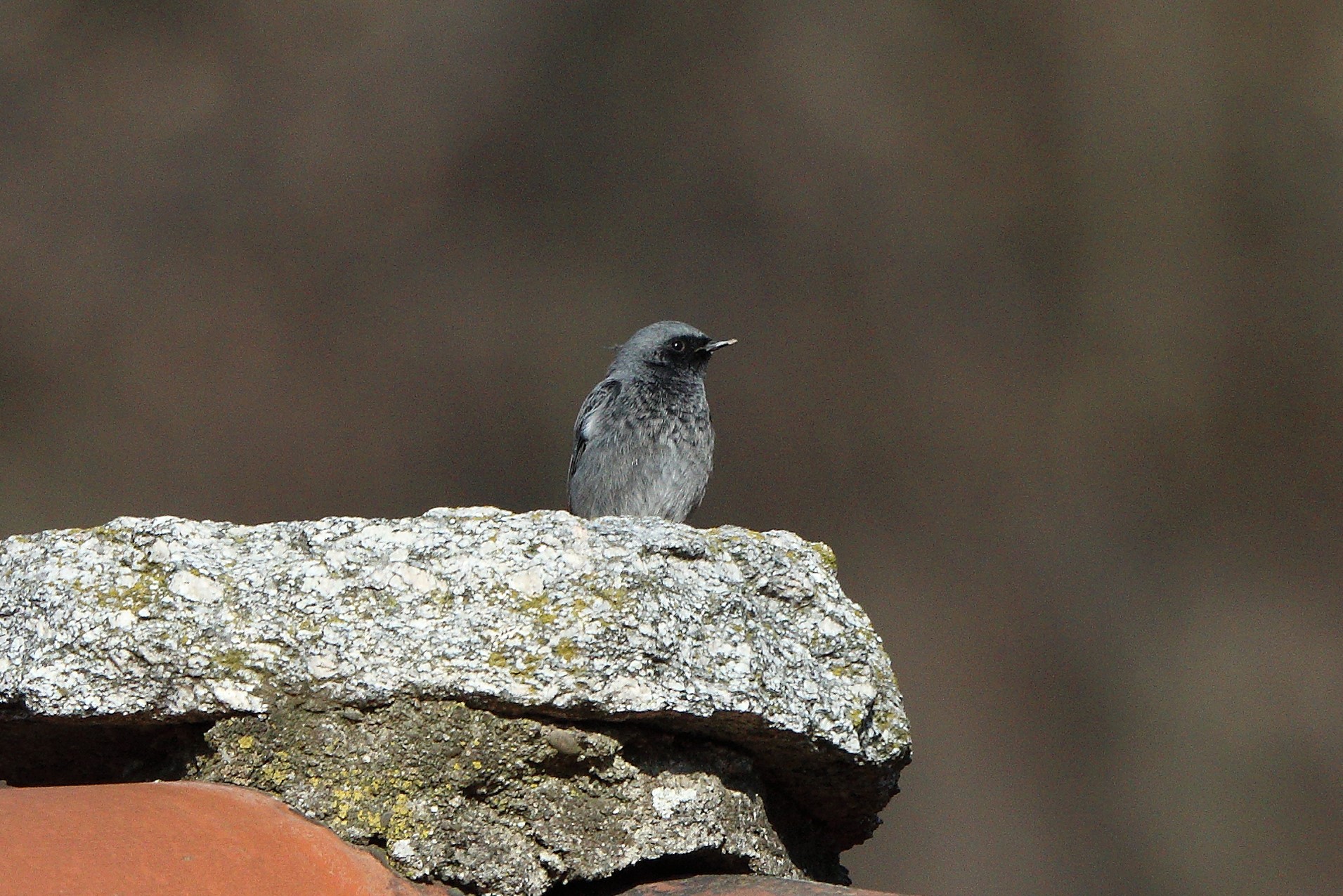 redstart...