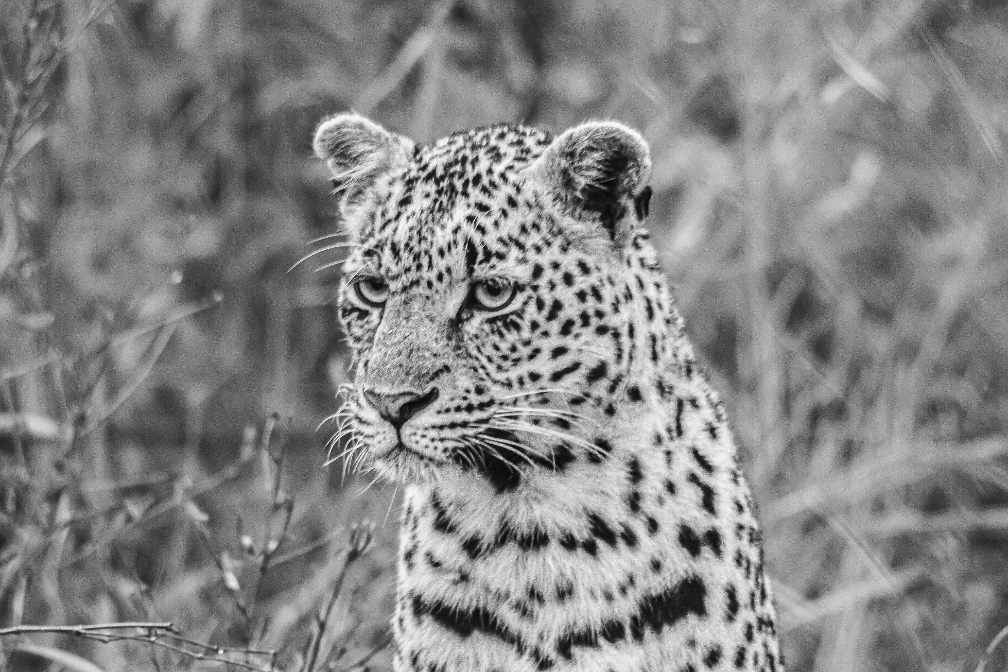 giovane leopardo...