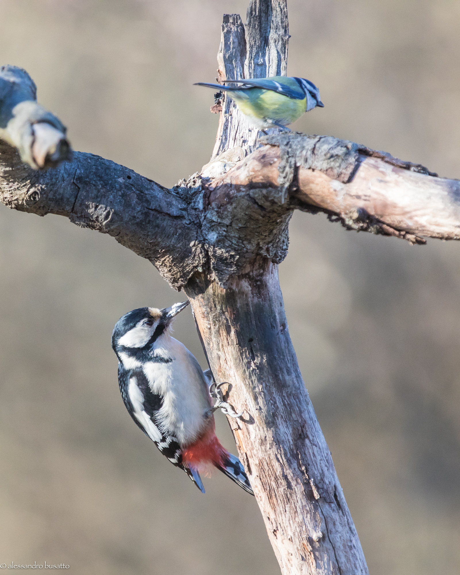 Greater red woodpecker and...