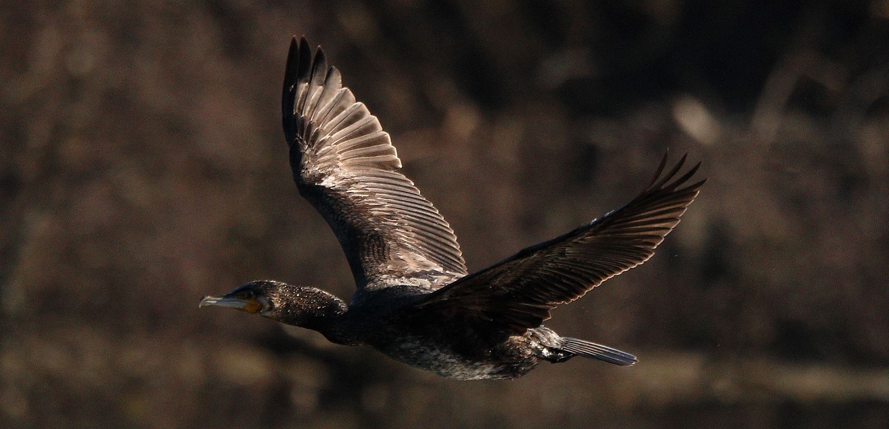 cormorant...