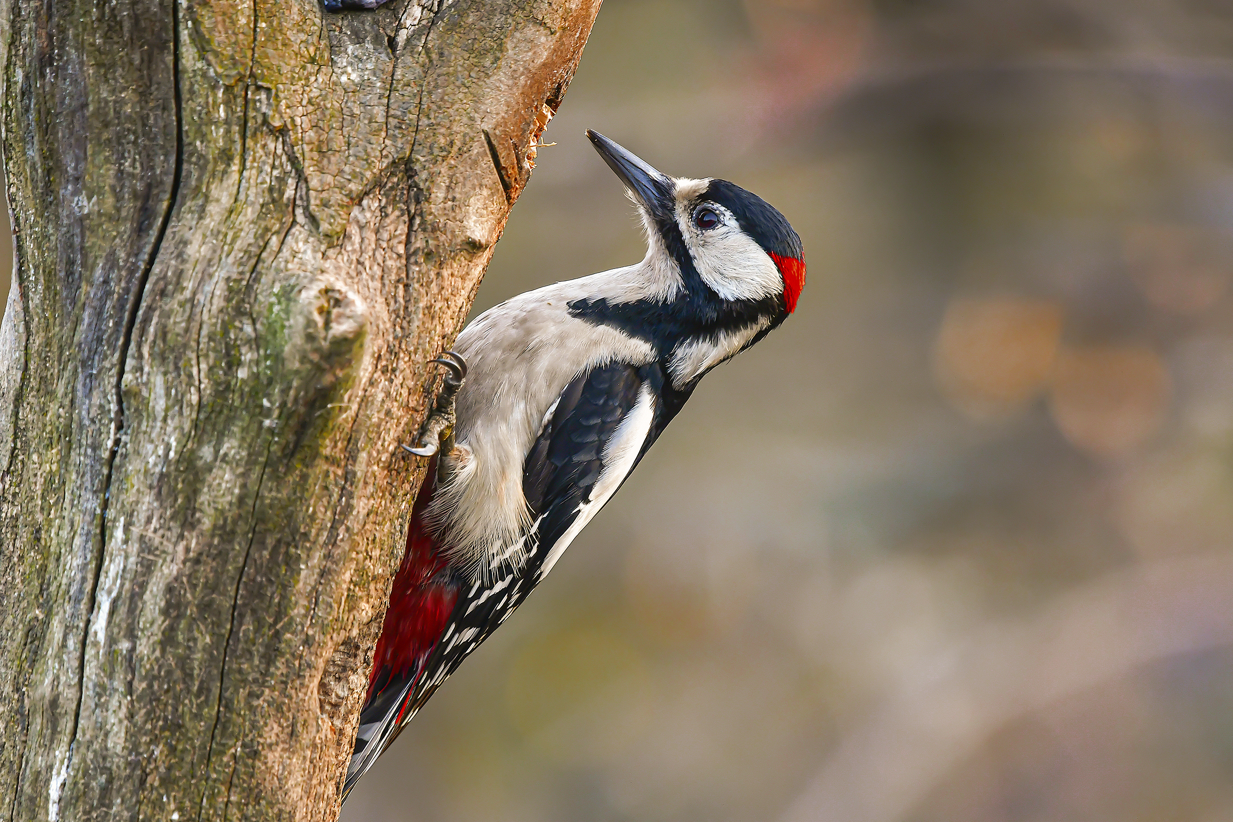 Greater red woodpecker (M )...