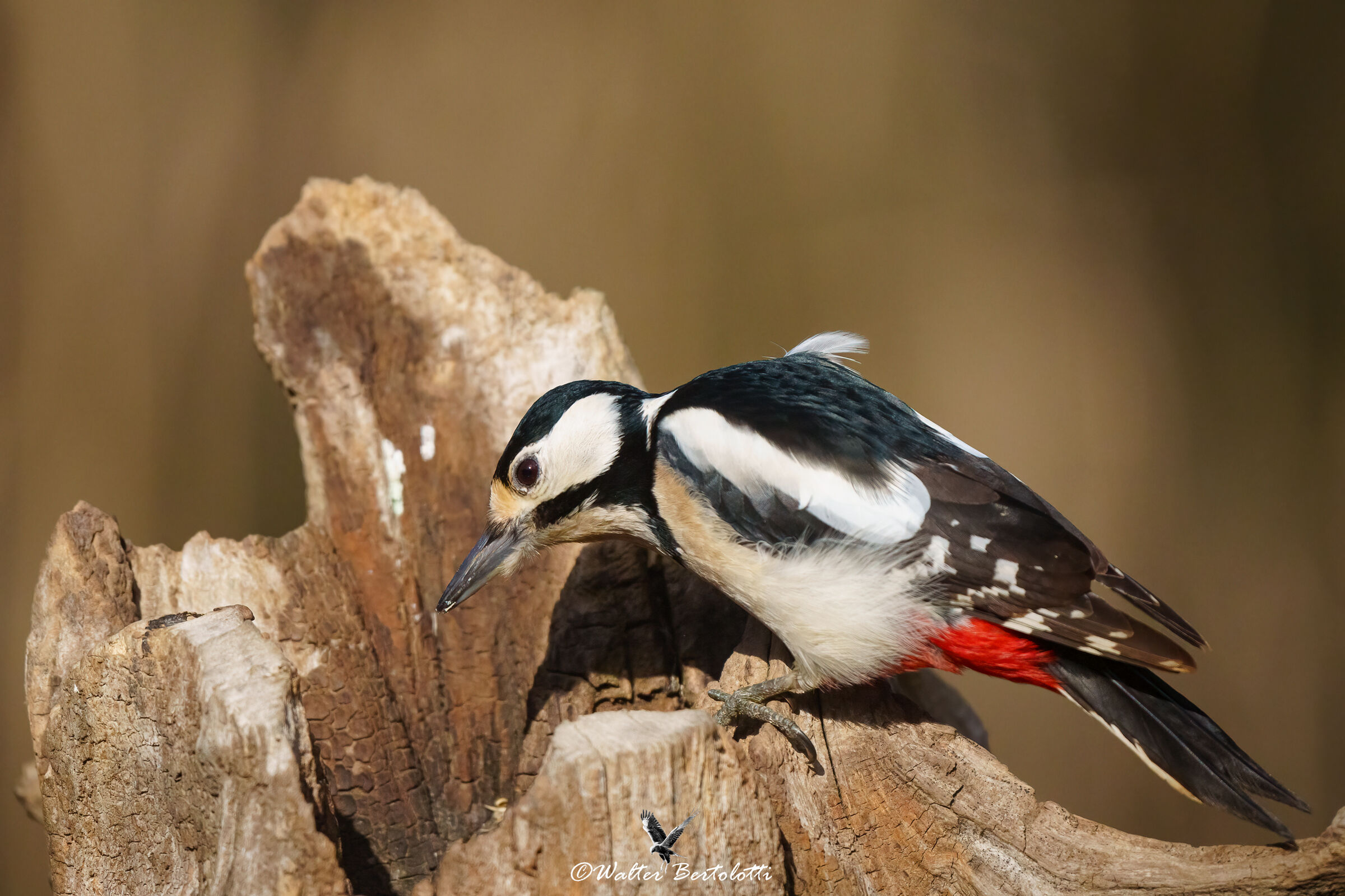 curious woodpecker...