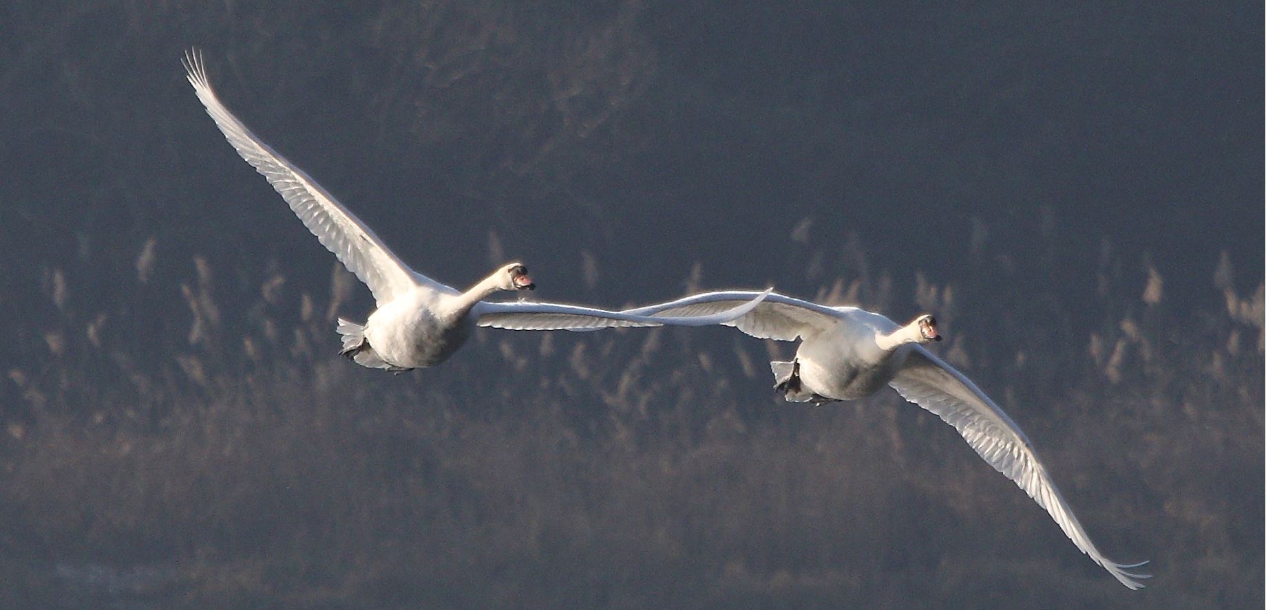 swans in flight...