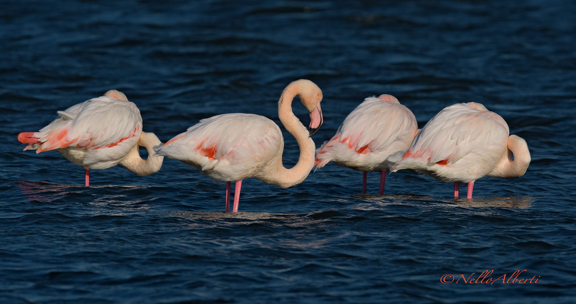 pink flamingos in the cold of the tramontana ...