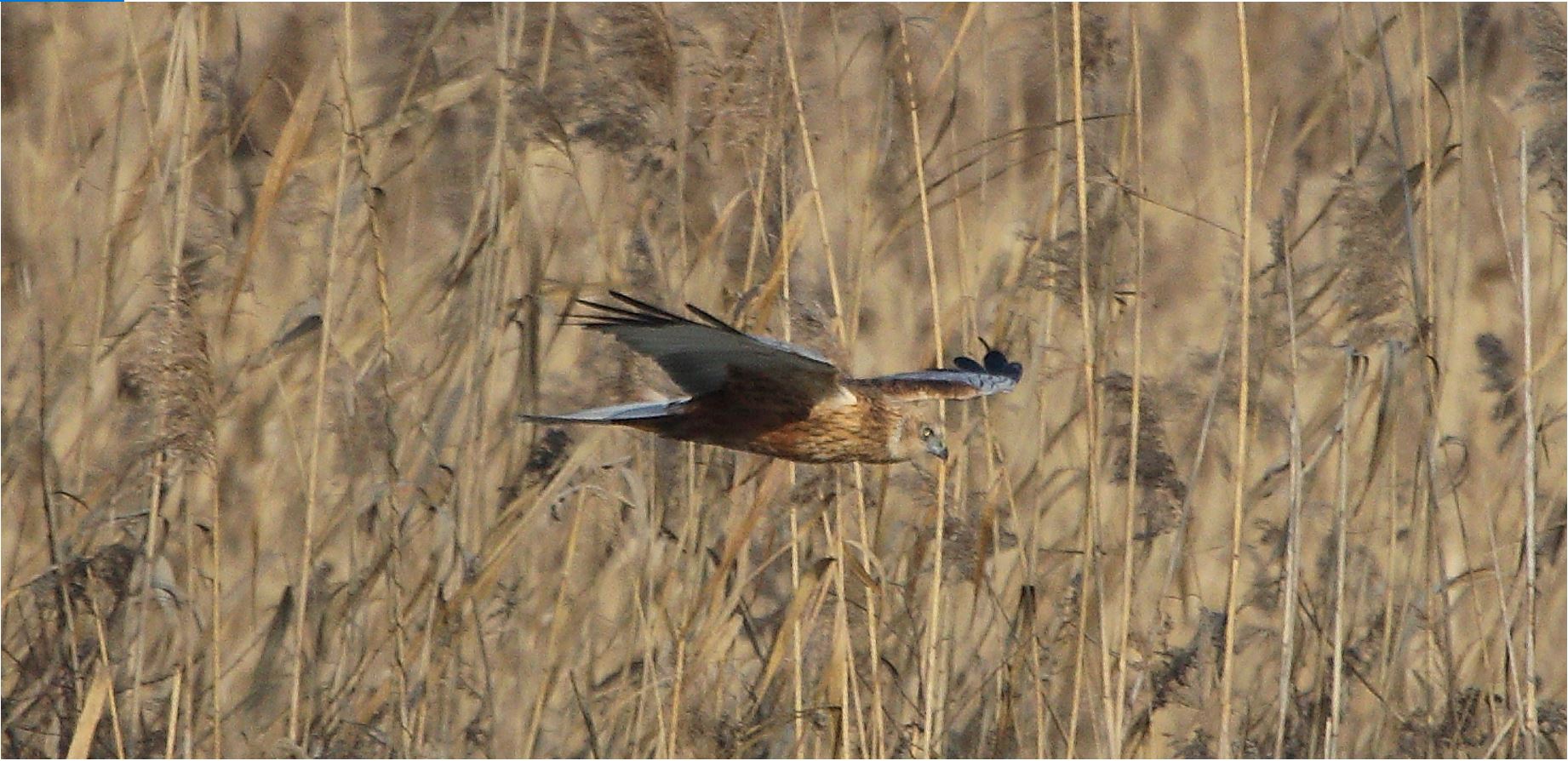 marsh falcon 21-01-2022...