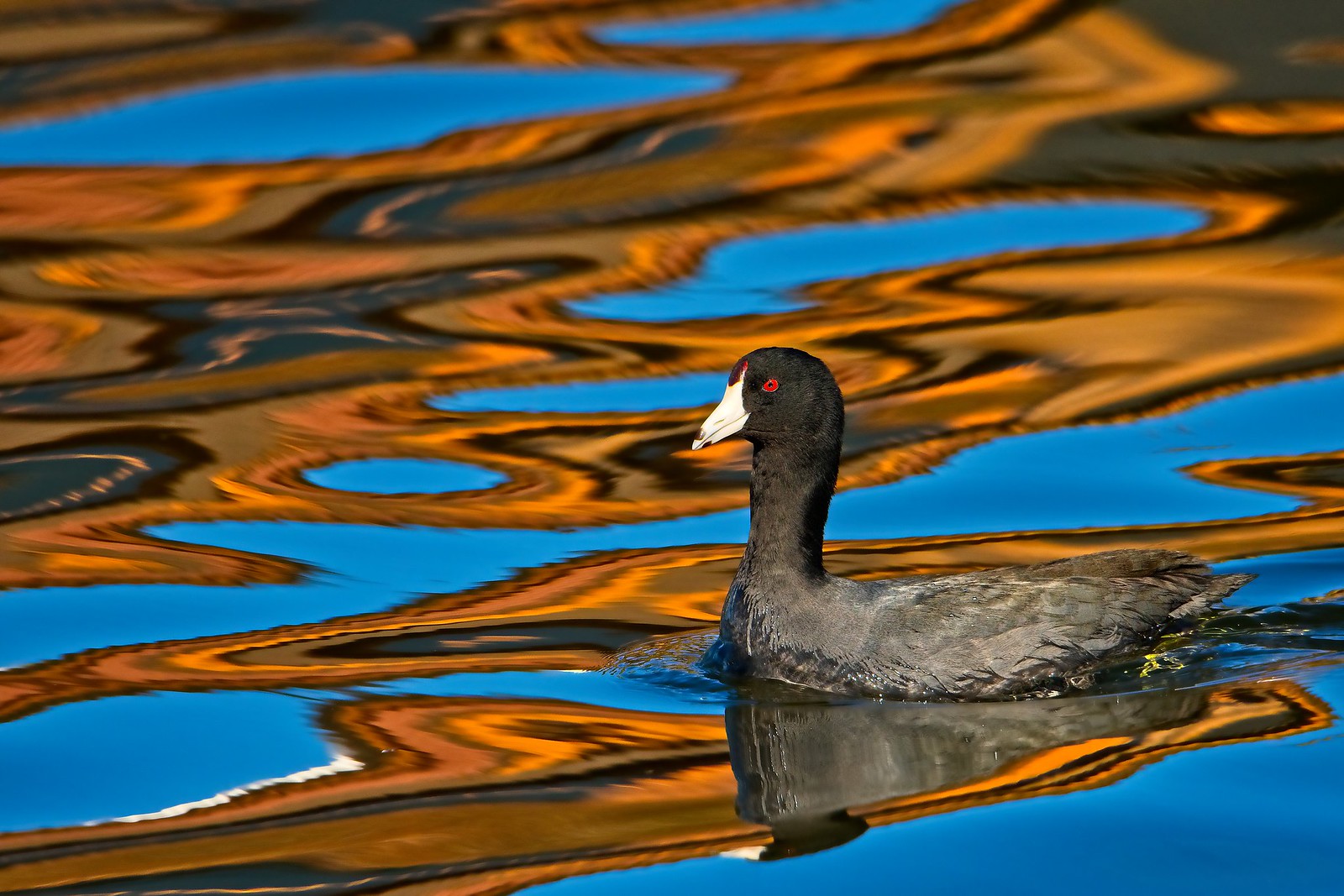 American Coot...